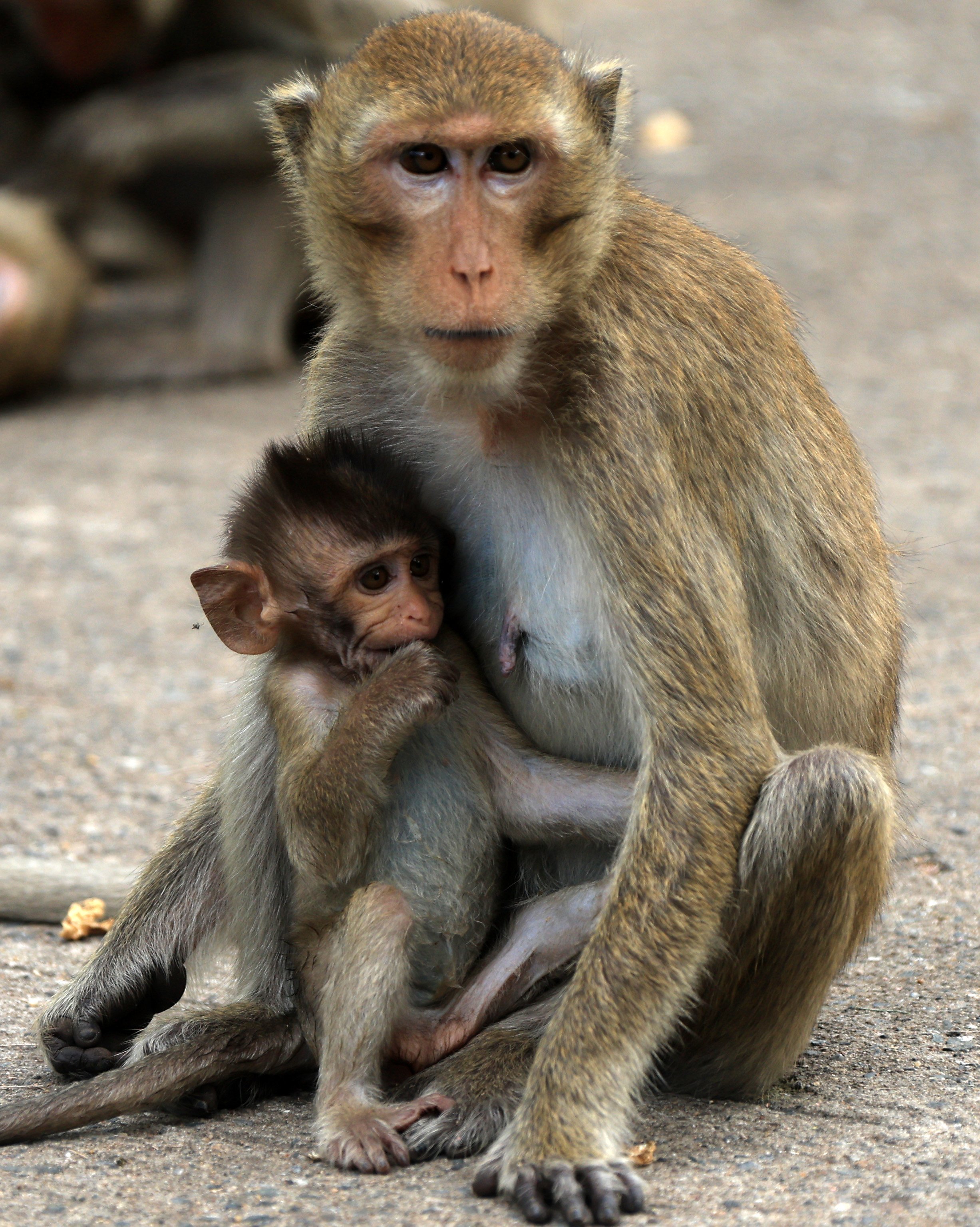 Khao Nor Khao Kaew Bat Viewing Nakhon Sawan (21).jpg