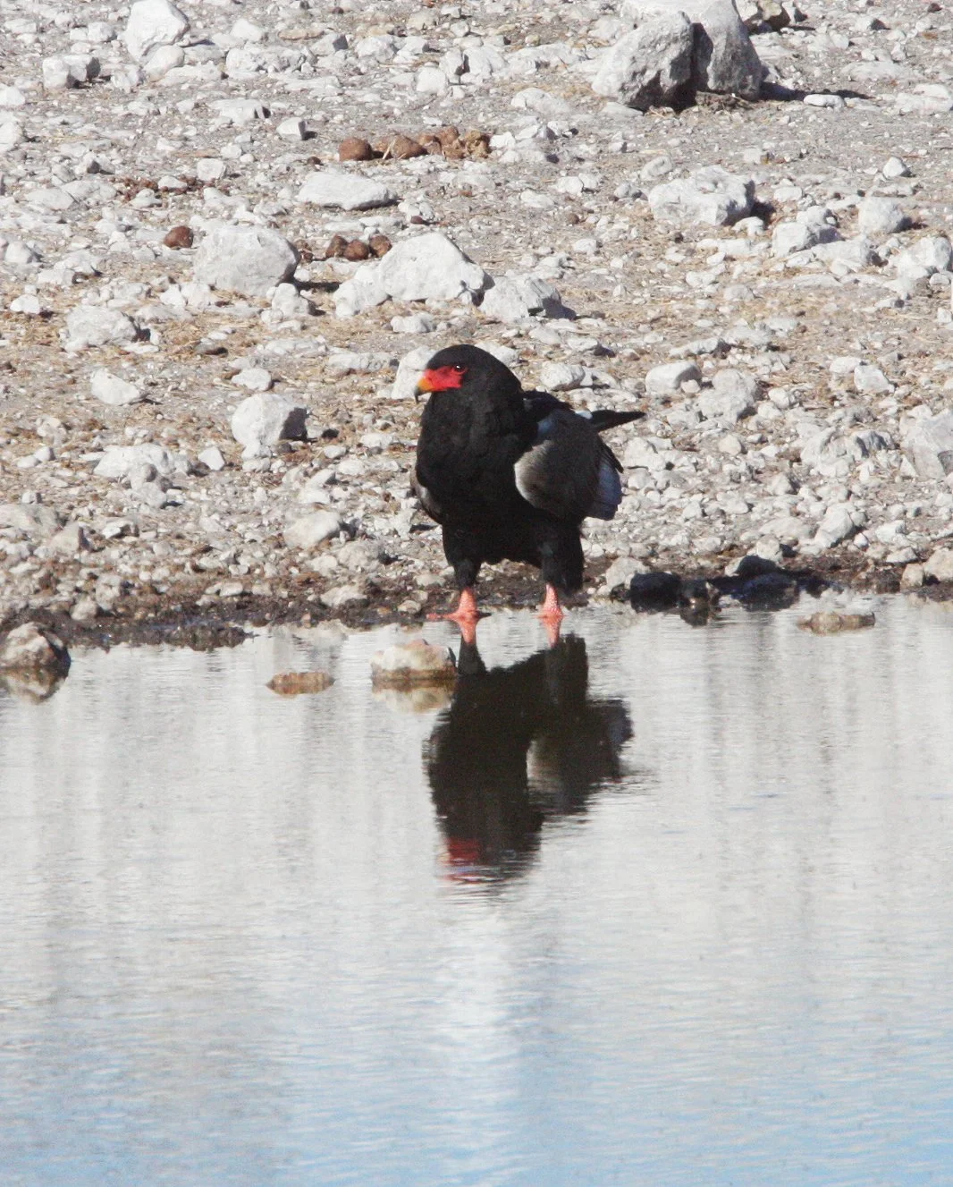 Terathopius ecaudatus - BATELEUR - ETOSHA NATIONAL PARK NAMIBIA (7).JPG