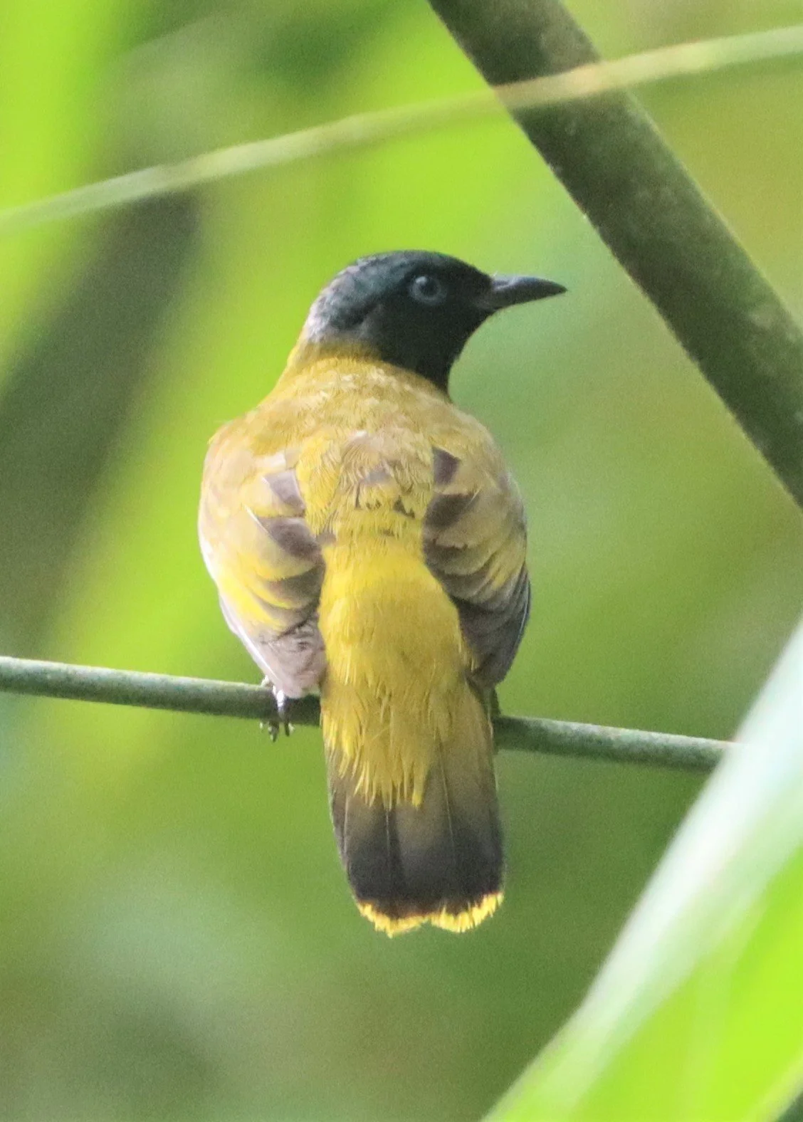 BULBUL - BLACK-HEADED BULBUL - Pycnonotus atriceps - SI PHANG NGA NATIONAL PARK (11).jpg