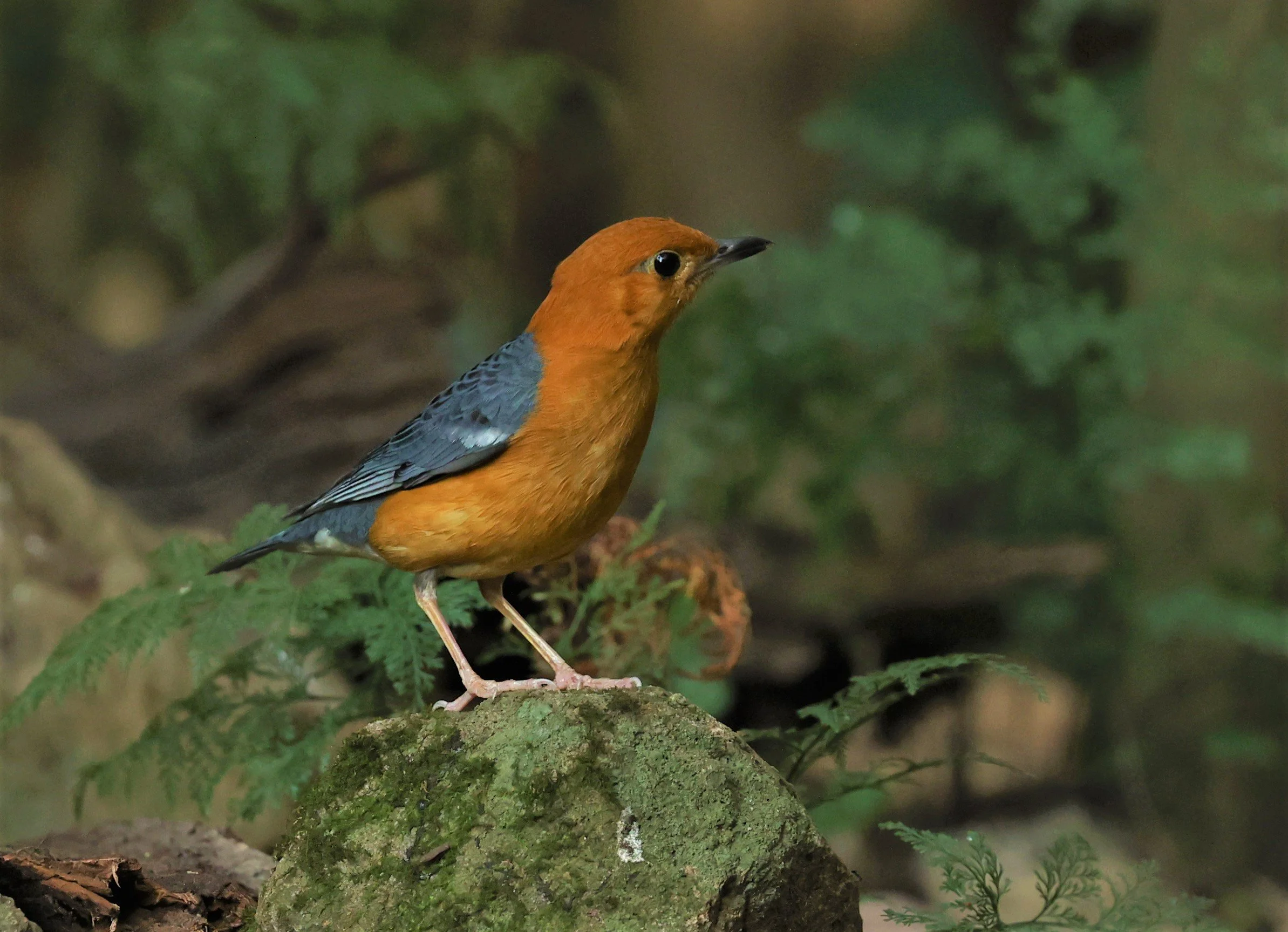 Orange-headed Thrush (Zoothera citrina) Nuy Hide Petchaburi near Kaeng Krachan NP (7).jpg