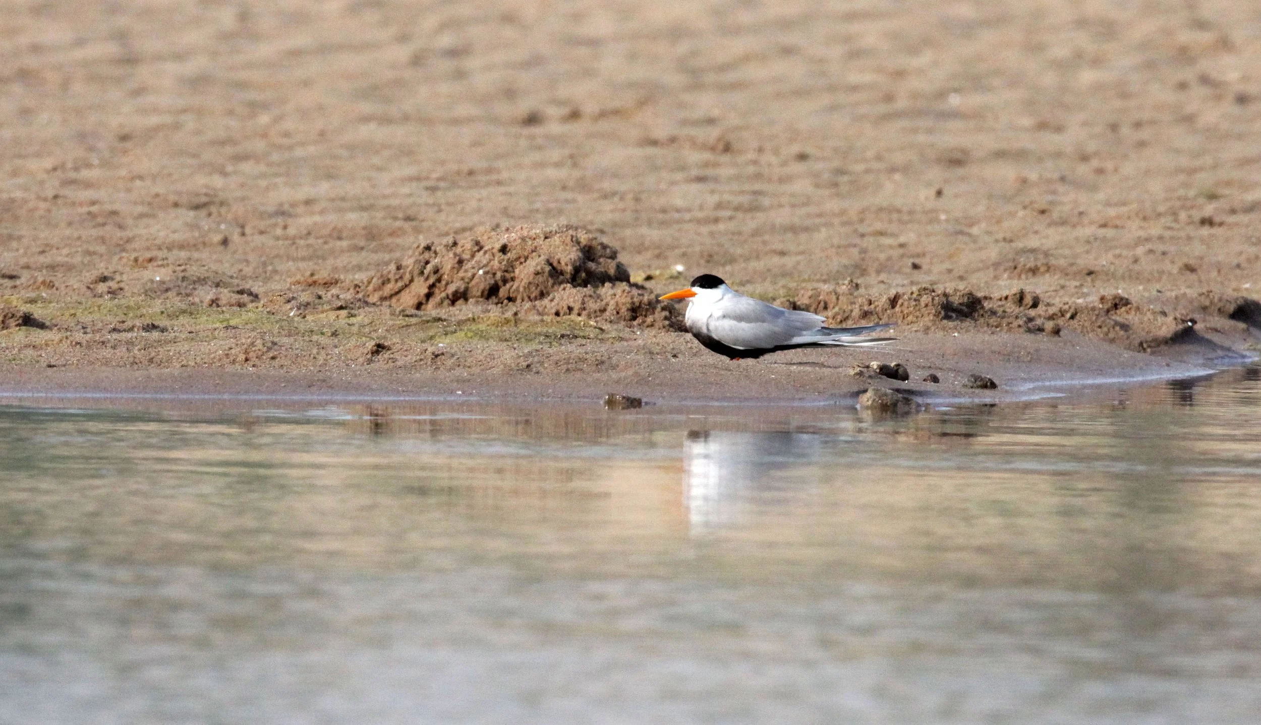 BIRD - TERN - BLACK-BELLIED TERN - CHAMBAL RIVER SANCTUARY INDIA (13).JPG