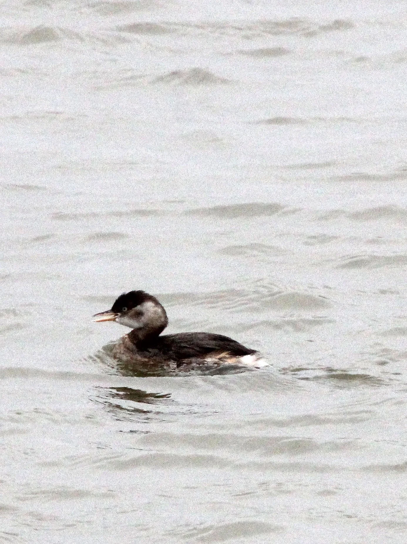 Little Grebe (Tachybaptus ruficollis) Poyang Lake Jiangxi Province China (1).JPG