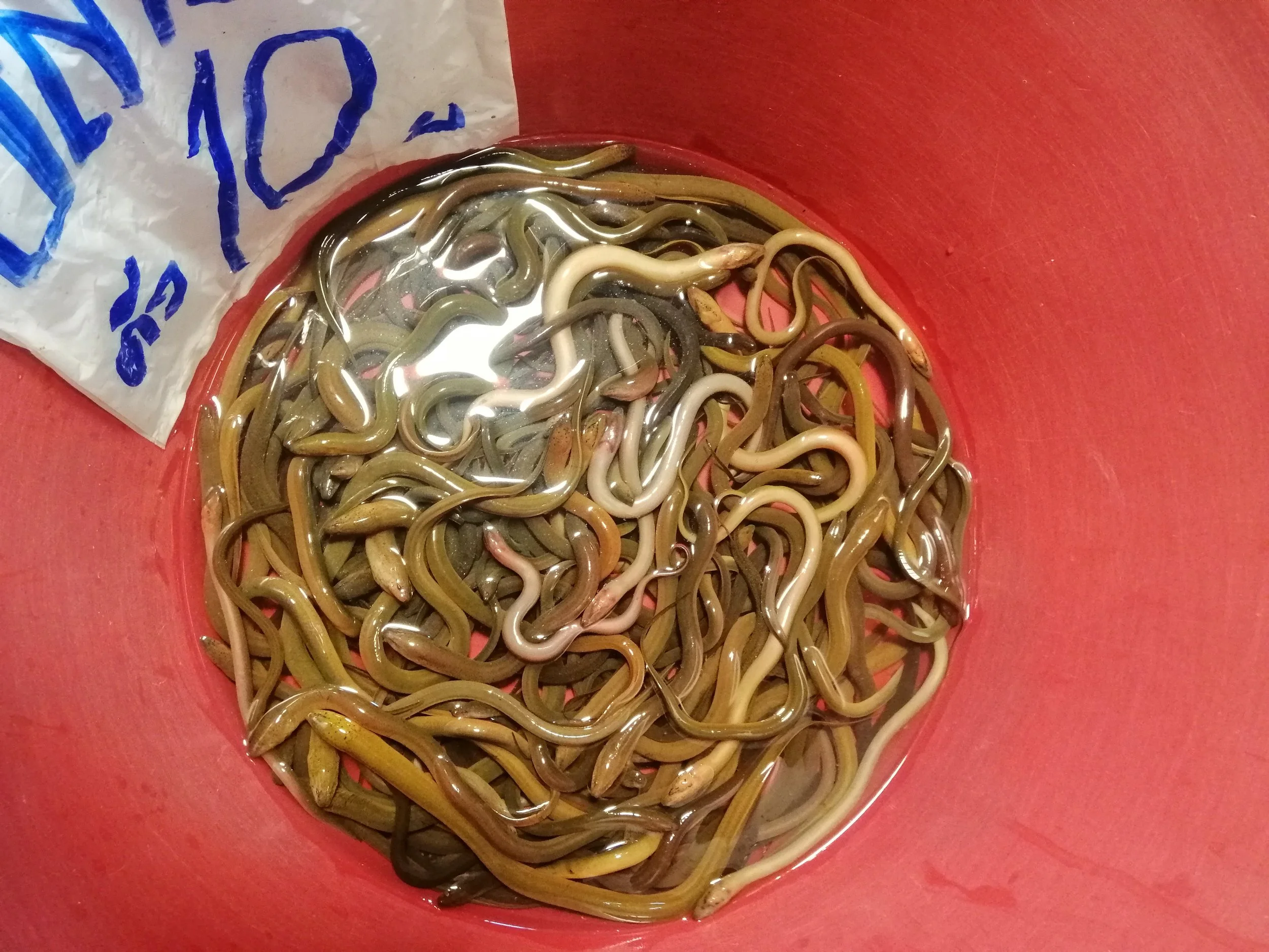 2019 Koh Chang Summer Road Trip (64).jpg