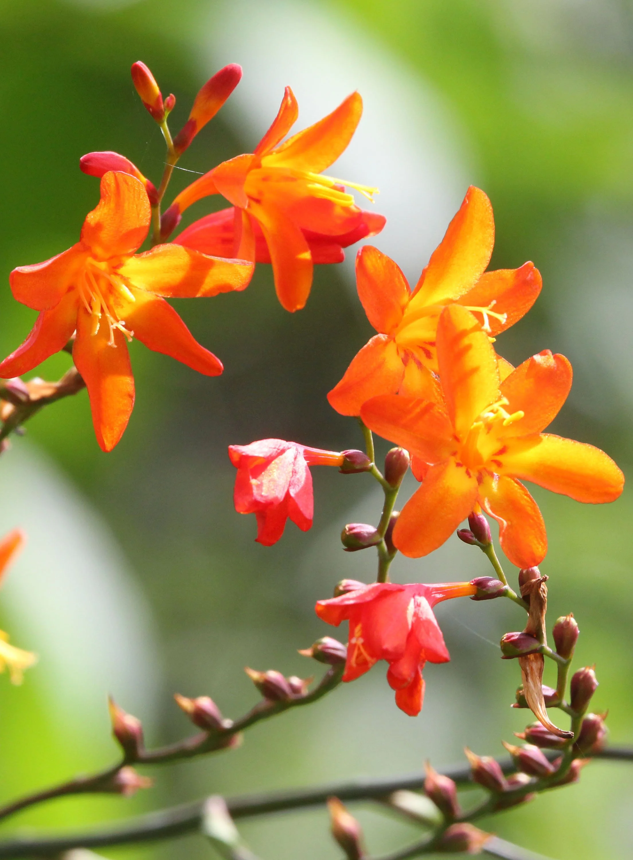 HALIMUN NATIONAL PARK JAVA BARAT INDONESIA (26).JPG