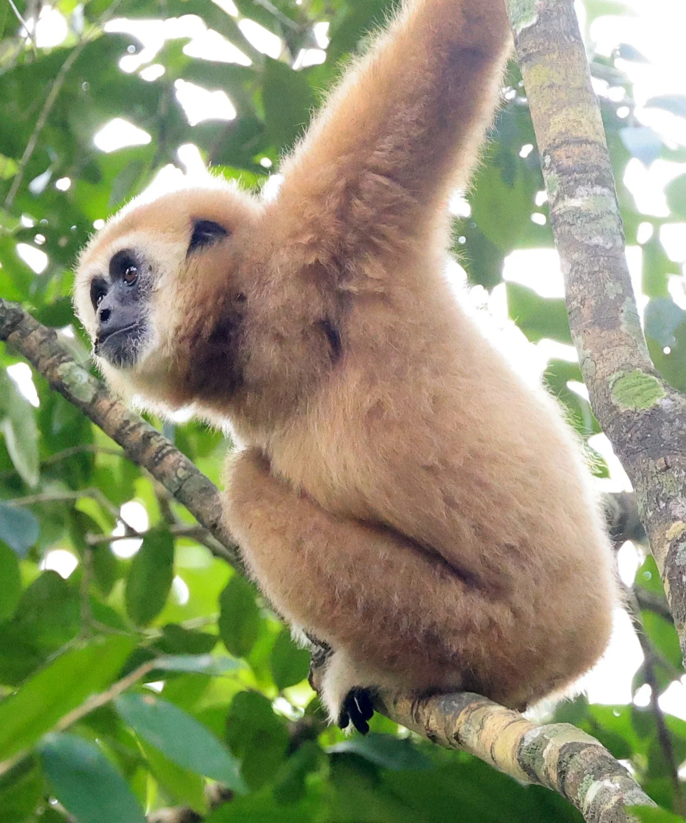 The Lar Gibbon (Hylobates lar)