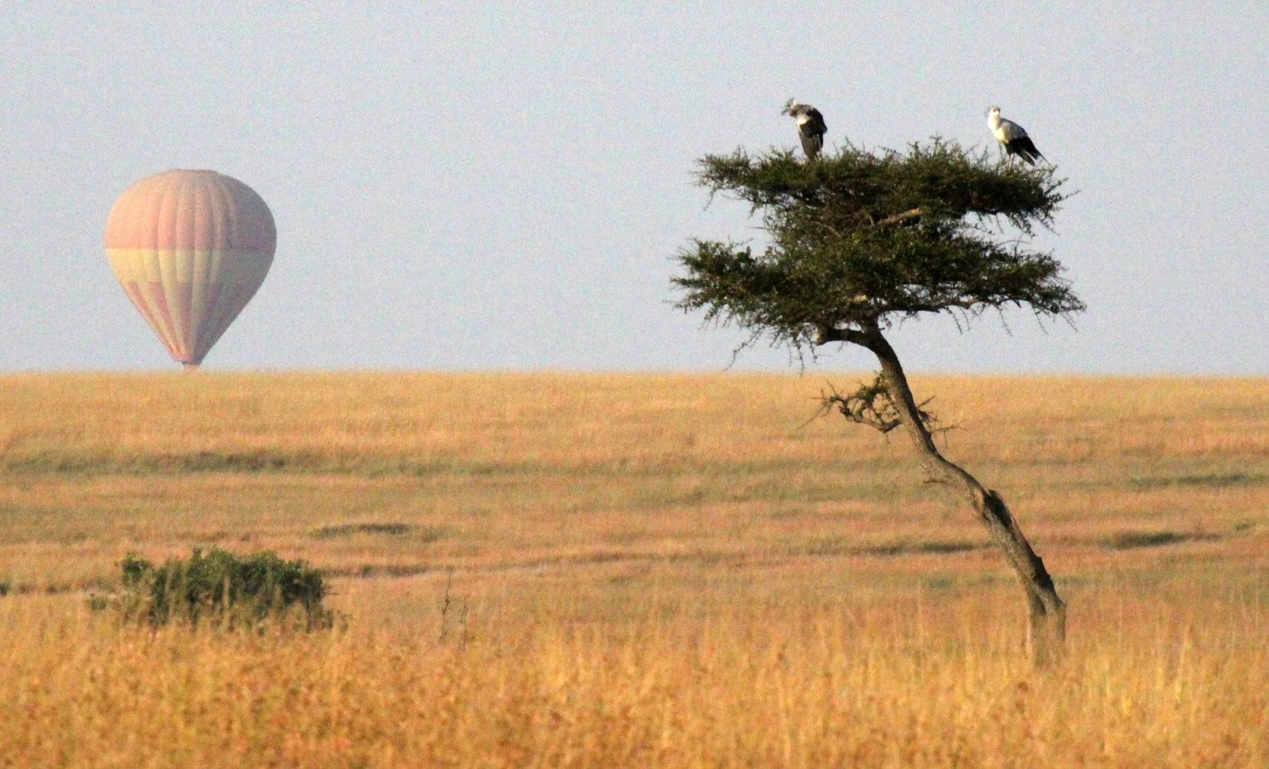 MASAI MARA NATIONAL PARK KENYA (216).JPG