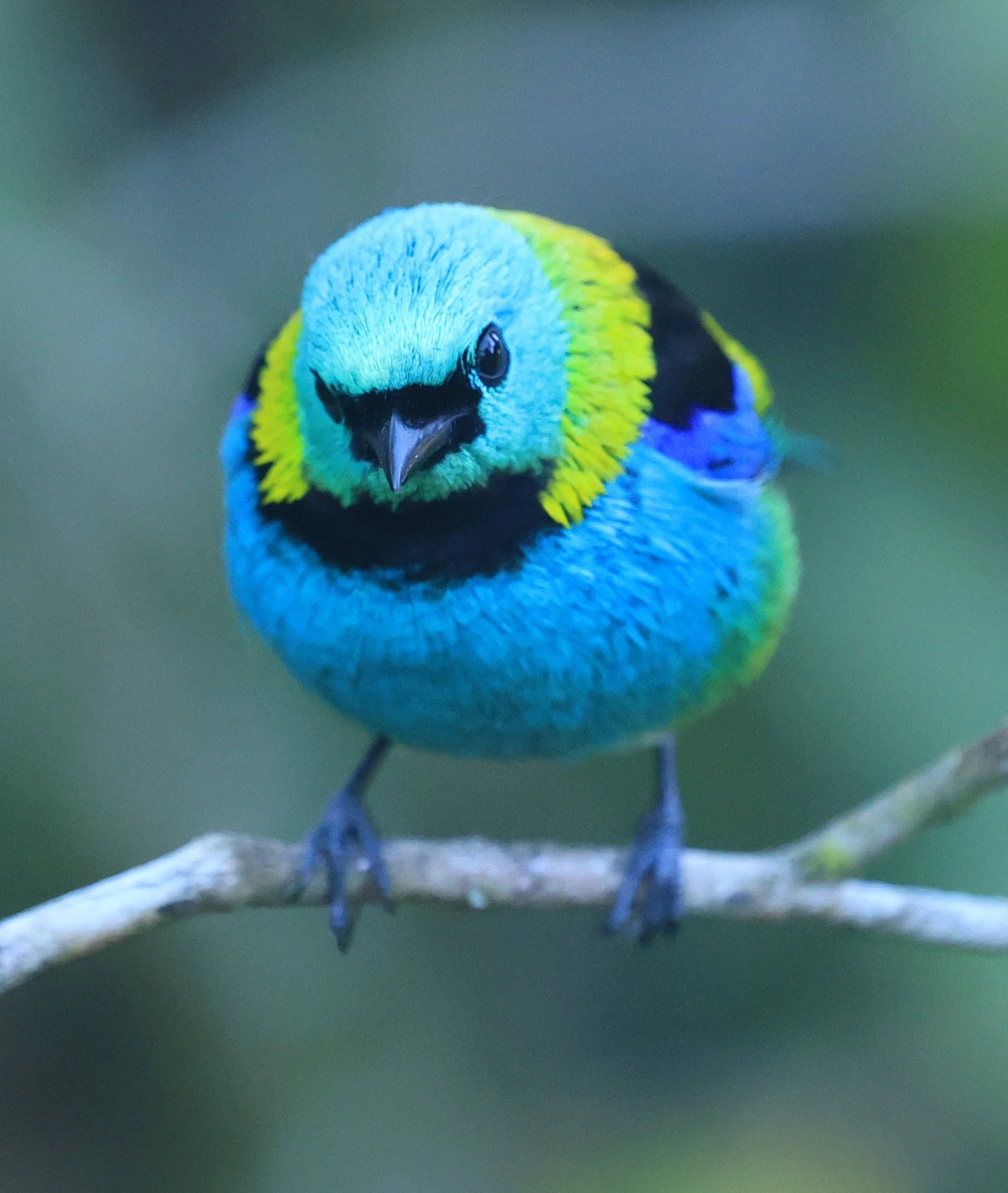 Green-headed Tanager (Tangara seledon)  Superagui National Park, Brazil (212).jpg
