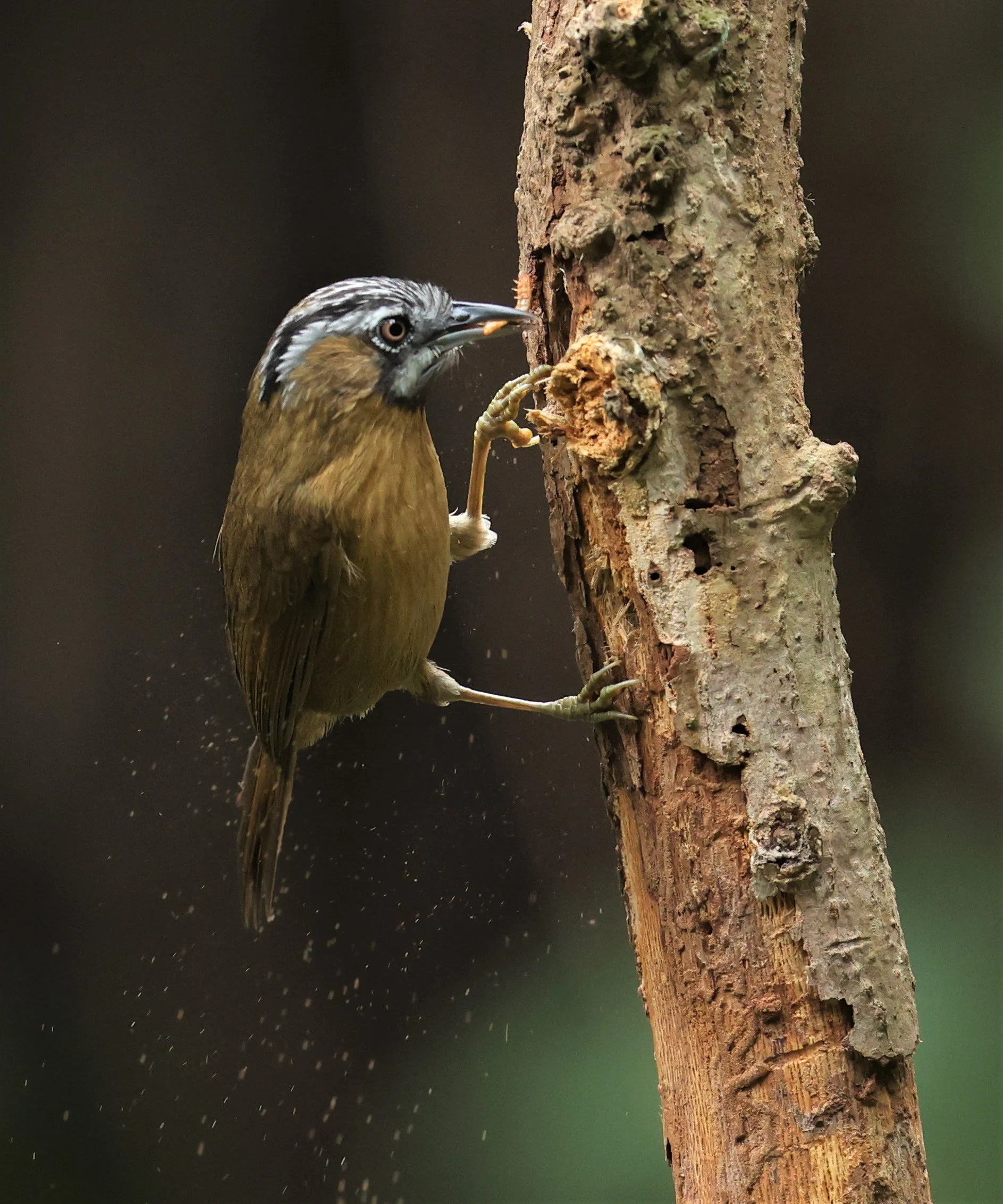 BABBLER - GREY-THROATED BABBLER - Stachyris nigriceps - DOI INTHANON NP CHIANG MAI, DEC 2021 (4).JPG