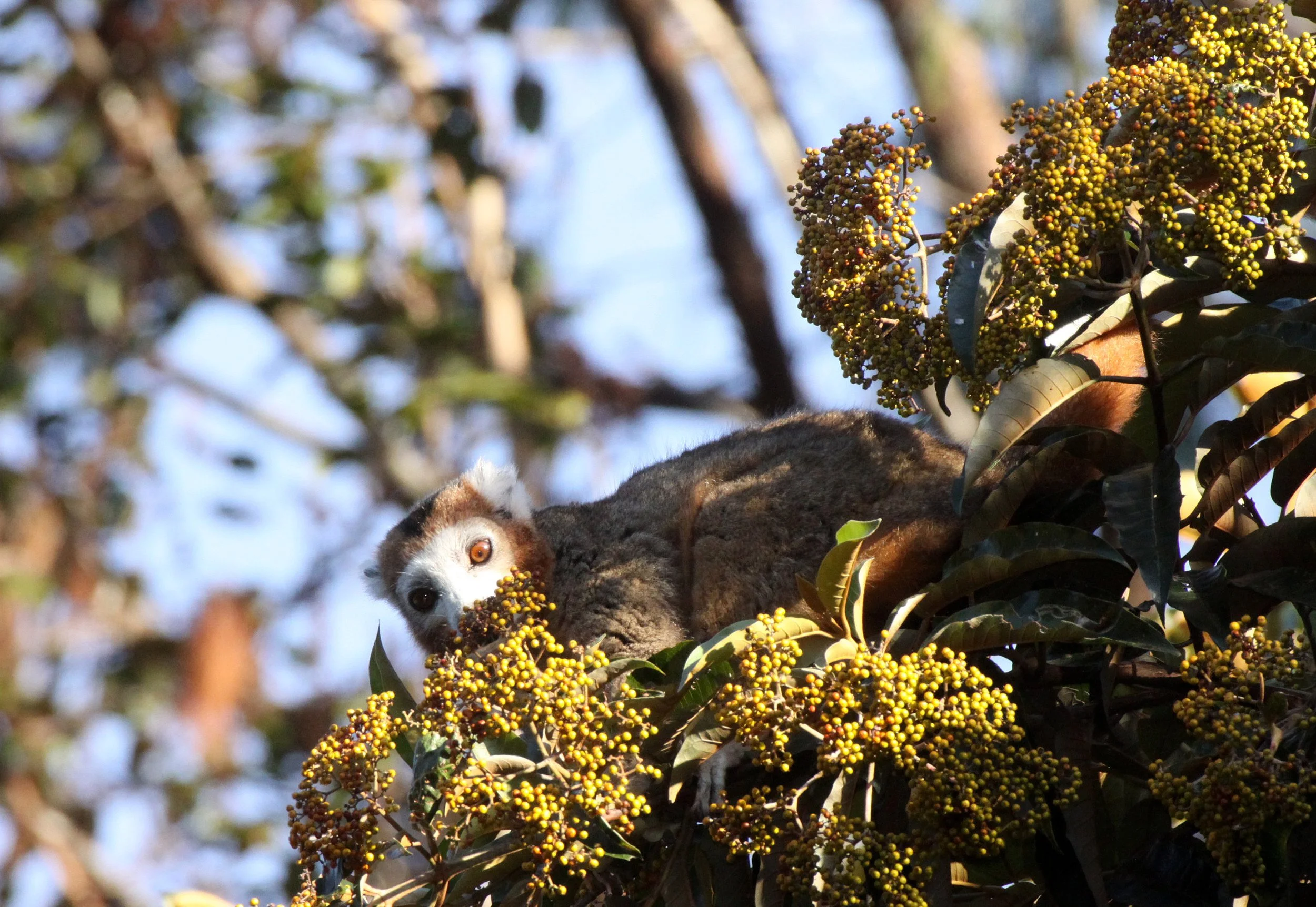 LEMURIDAE - Eulemur coronatus - CROWNED LEMUR - MONTAGNE D'AMBRE NATIONAL PARK MADAGASCAR (6).JPG