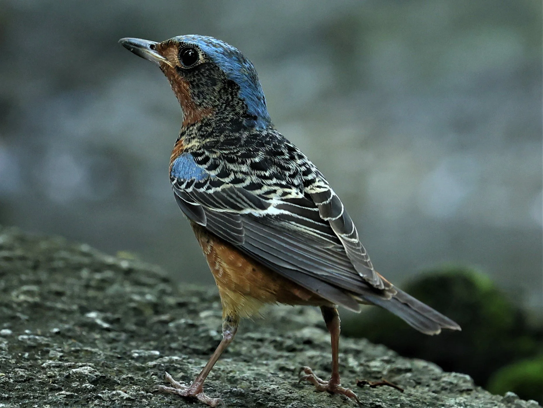ROCK-THRUSH - WHITE-THROATED ROCK-THRUSH - Monticola gularis - WAT THAM PRATHUM CHONBURI March 2022 (28).jpg