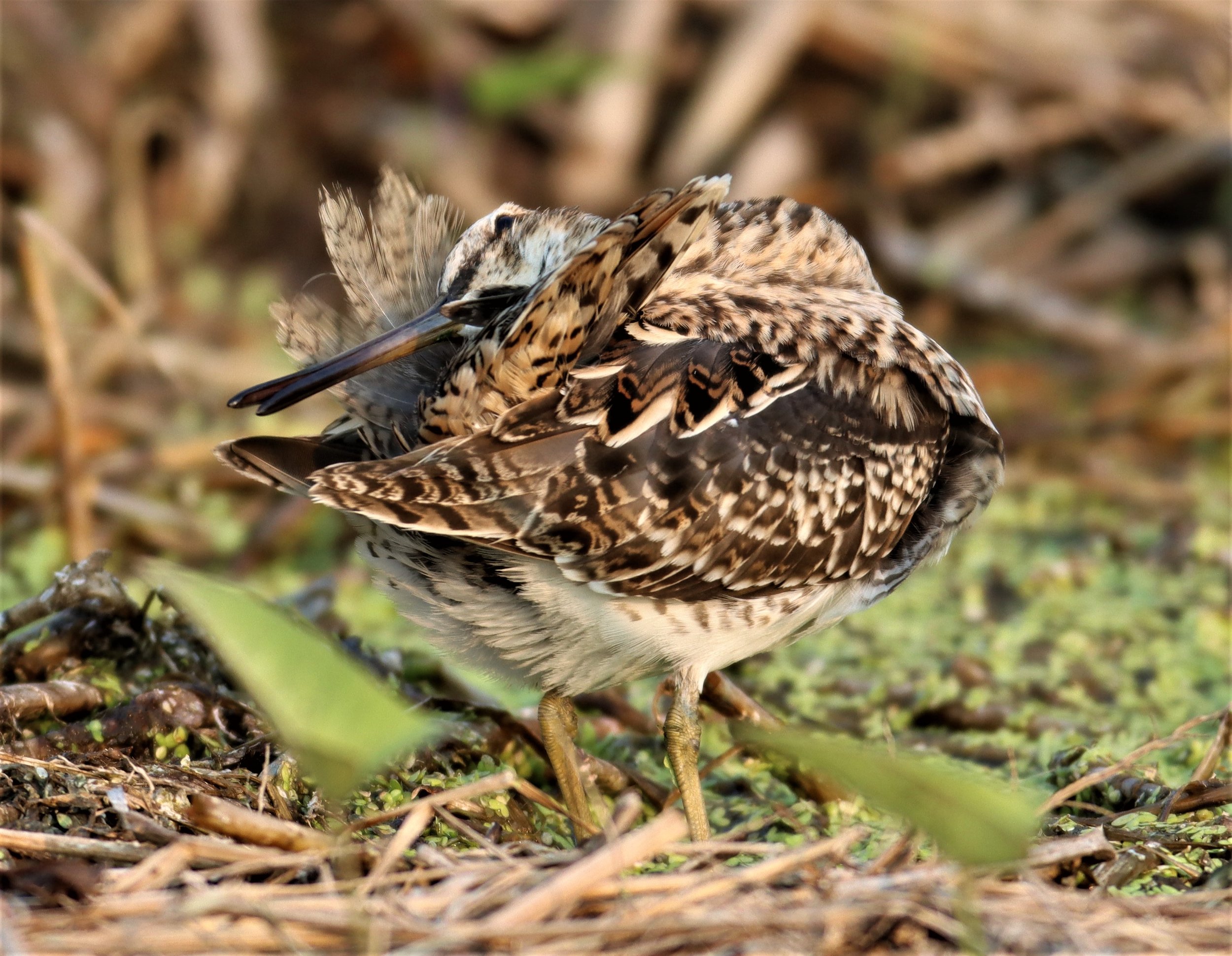 SNIPE - COMMON SNIPE - Gallinago gallinago - LAT KRABANG WETLANDS NEAR BKK (80).jpg