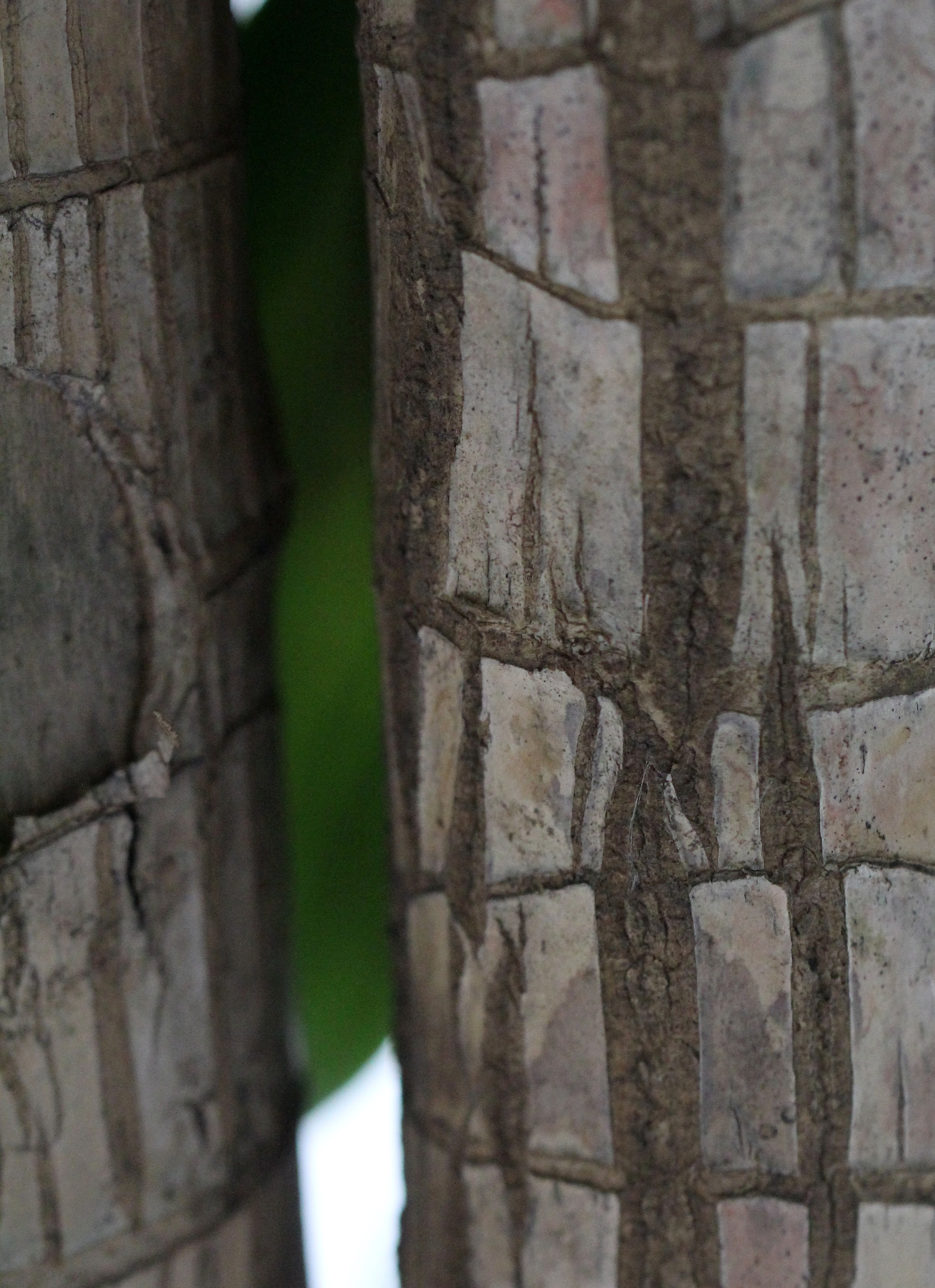 2016 Bangkok & Samut Prakan (16).JPG