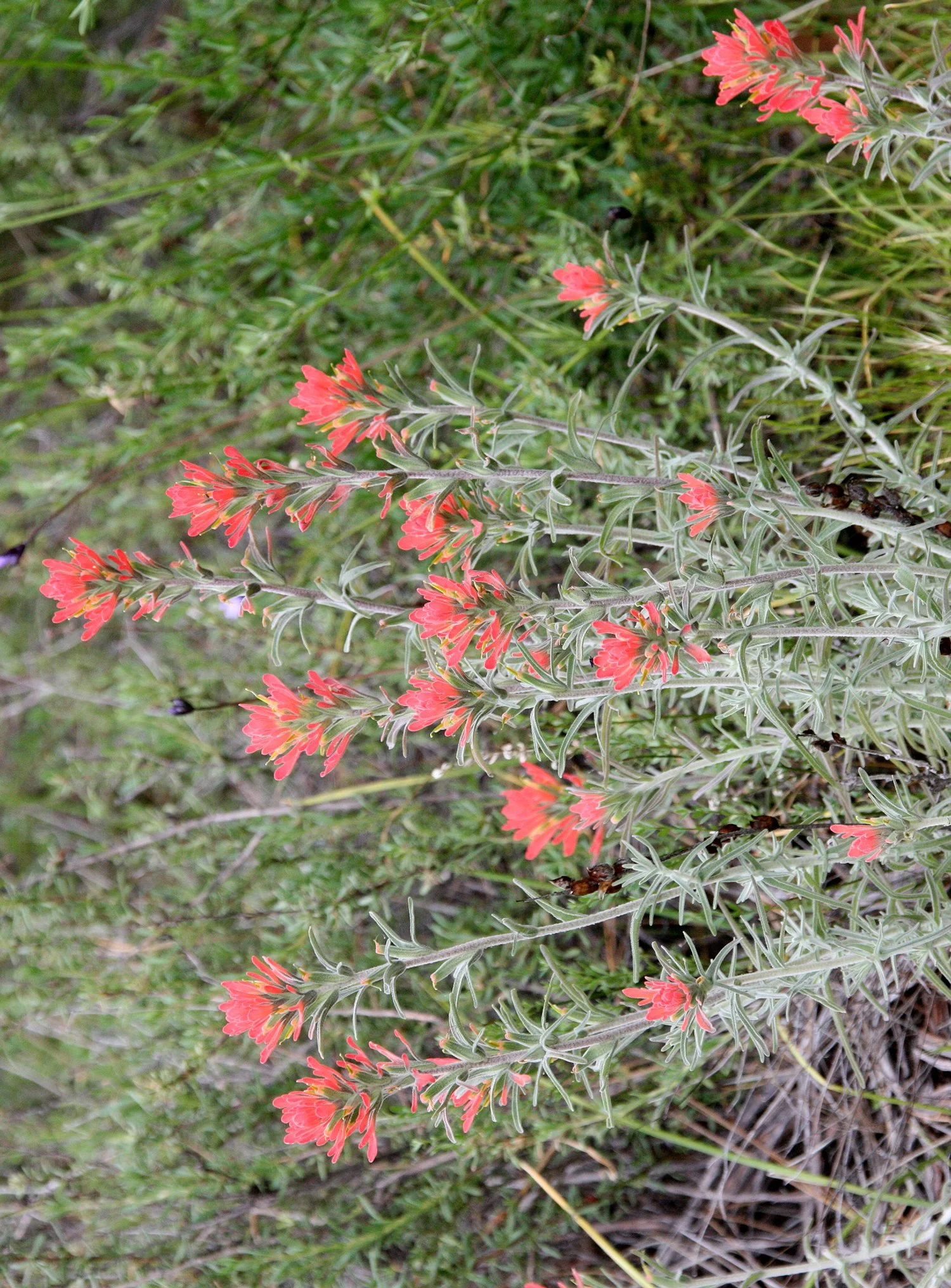 OROBANCHACEAE - CASTELLEJA FOLIOLOSA - WOOLLY INDIAN PAINTBRUSH - PINNACLES NATIONAL MONUMENT CALIFORNIA (5).JPG