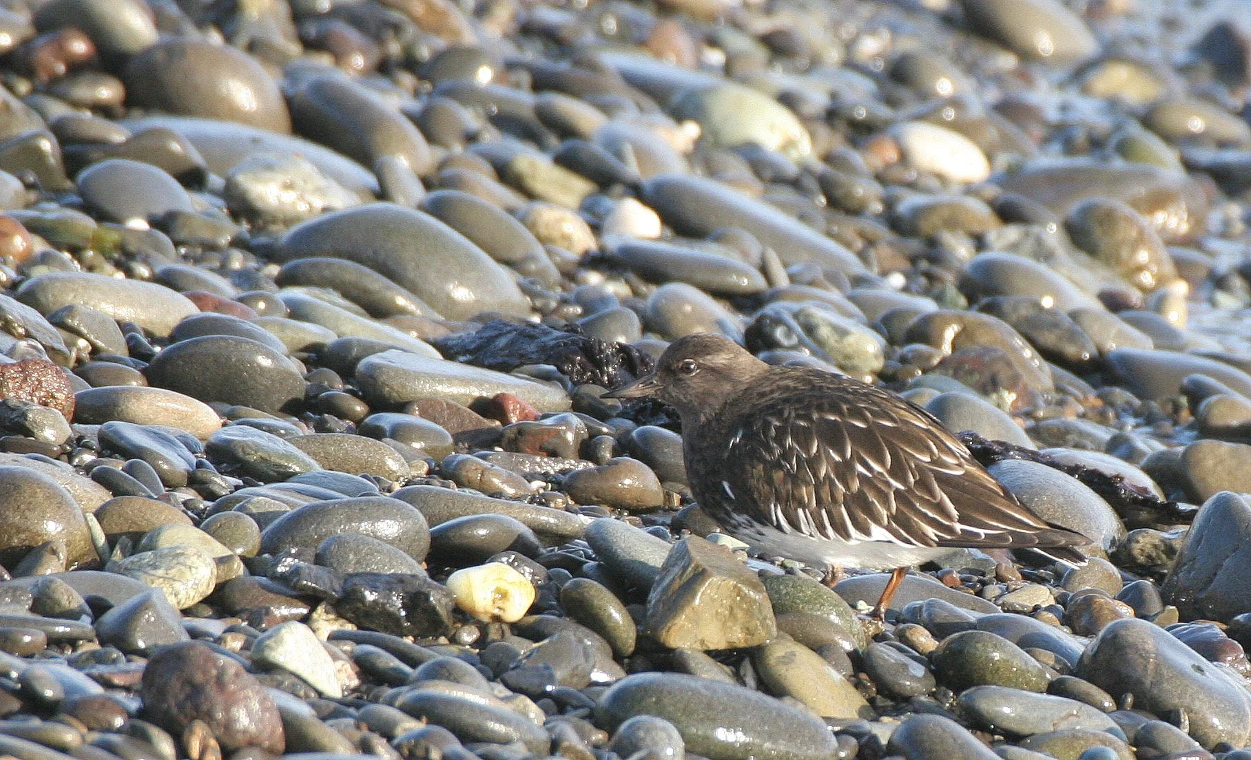 BIRD - TURNSTONE - BLACK TURNSTONE - PA HARBOR (7).jpg