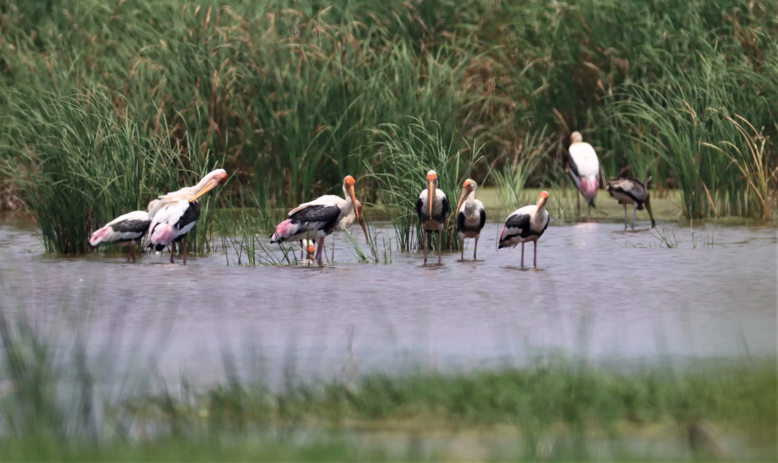 STORK - PAINTED STORK - Mycteria leucocephala -  CHACHOENGSAO EAST OF RIVER NORTH OF TOLLWAY GATE (8).jpg