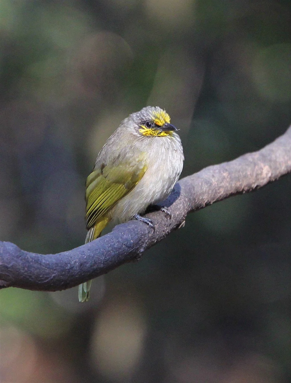 BULBUL - STRIPE-THROATED BULBUL - Pycnonotus finlaysoni - LUNG SIN HIDE KAENG KRACHAN A (3).jpg