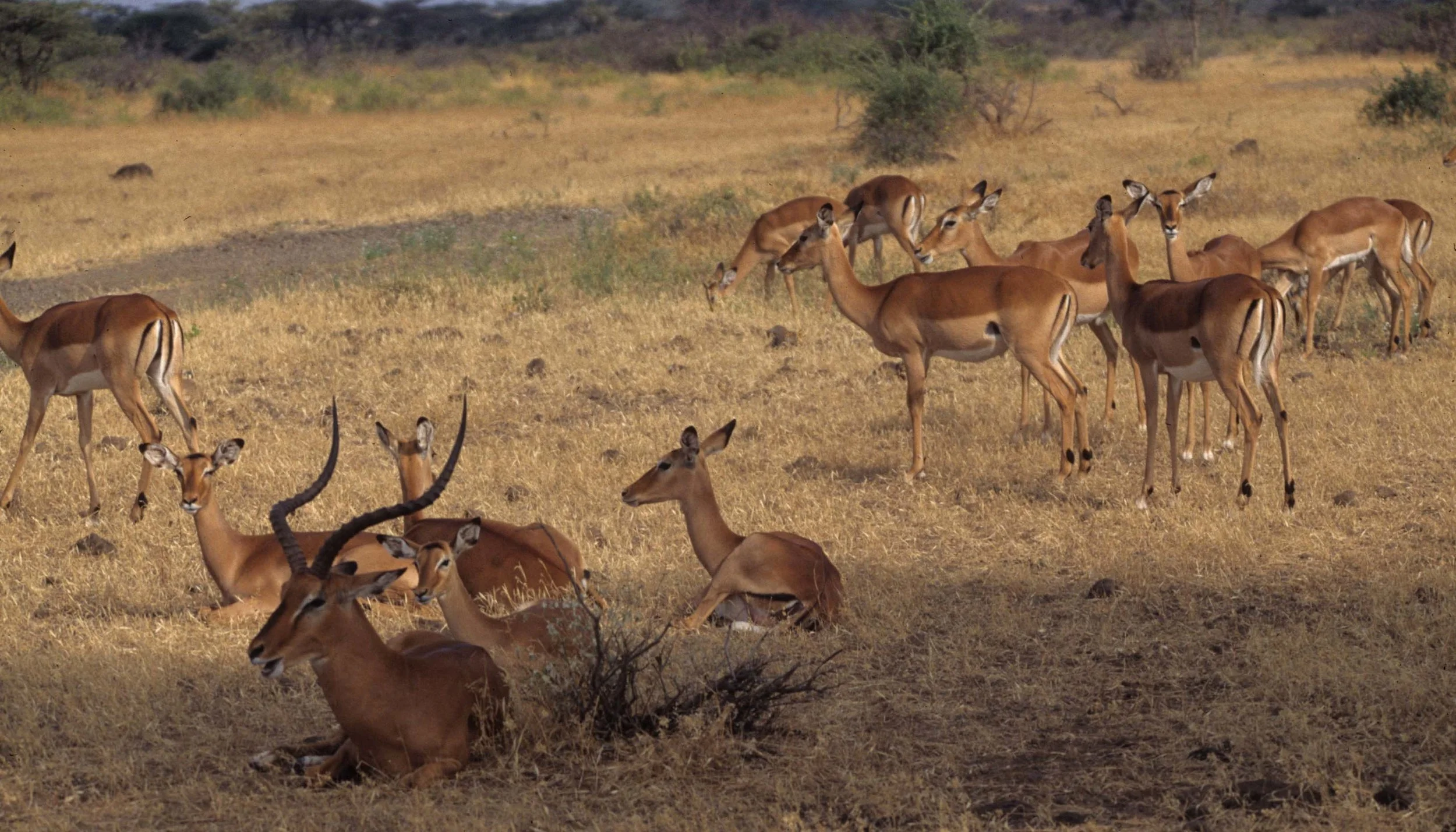 BOVID - IMPALLA-UGANDA (5).jpg