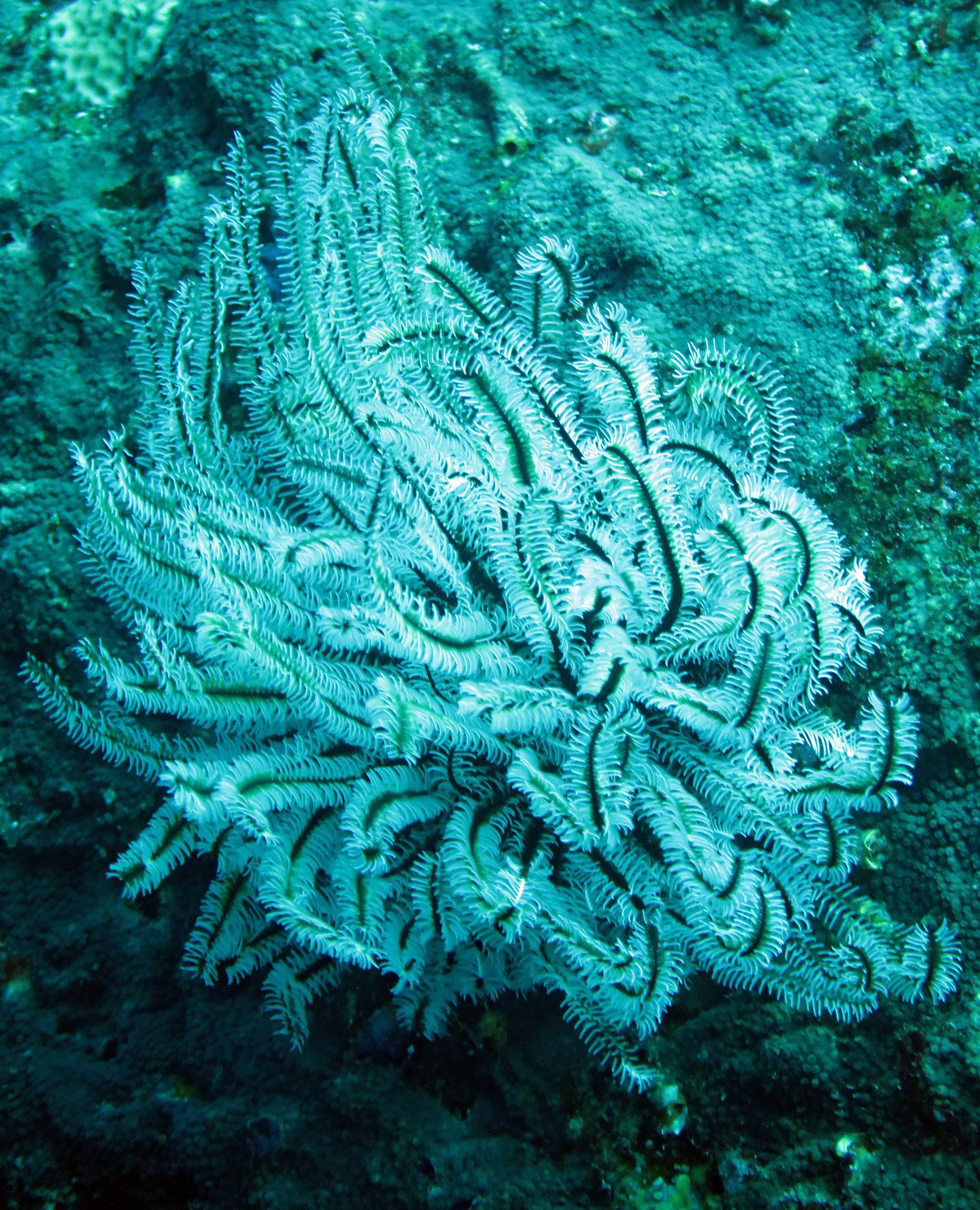 2014 Similan Islands Marine Park Thailand ISB Dive Trip (42).JPG