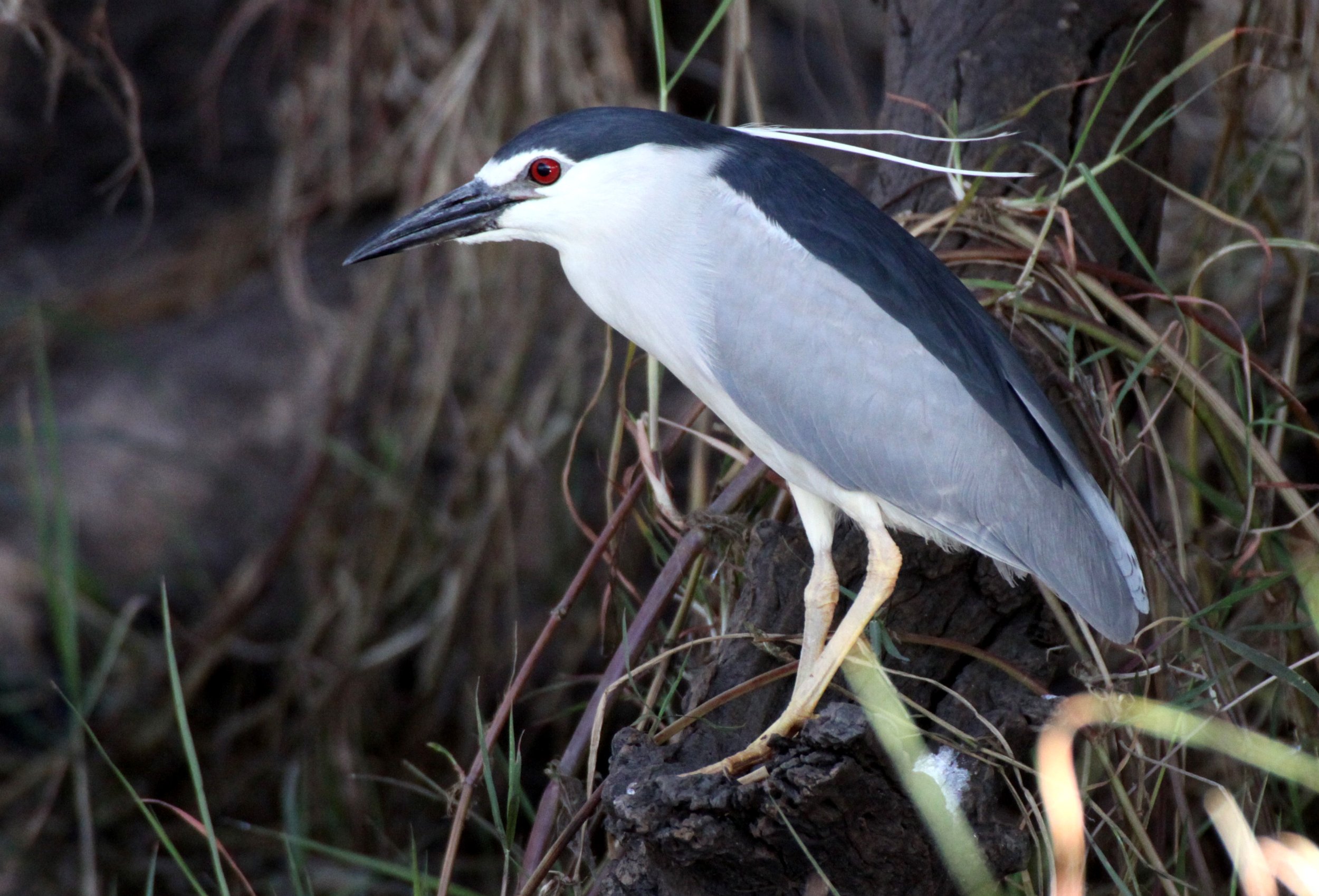 HERON - BLACK-CROWNED NIGHT HERON - Nycticorax nycticorax - CHOBE NATIONAL PARK BOTSWANA (52).JPG
