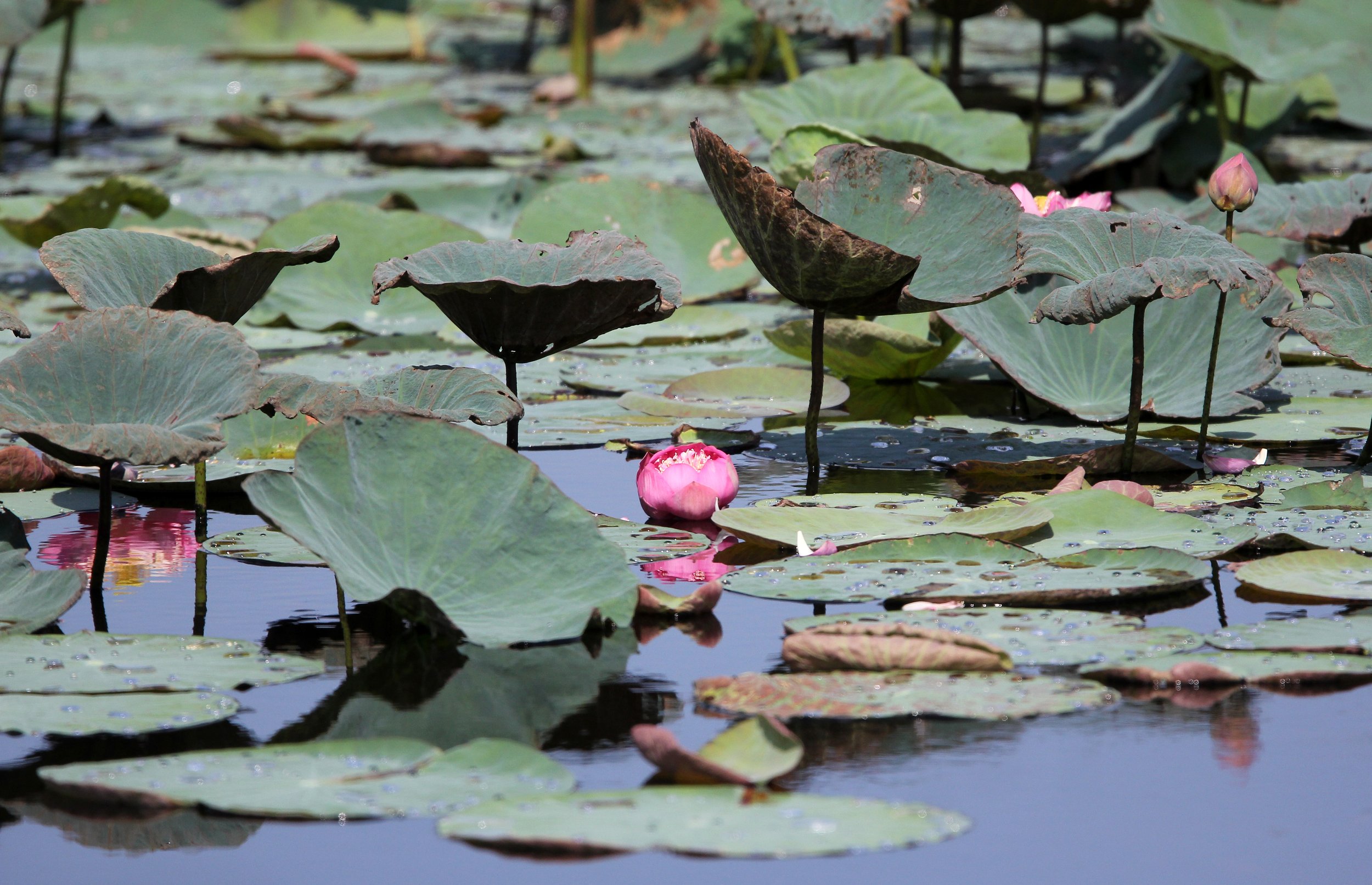 2015 Koh Lanta Summer Misc Images (1427).JPG