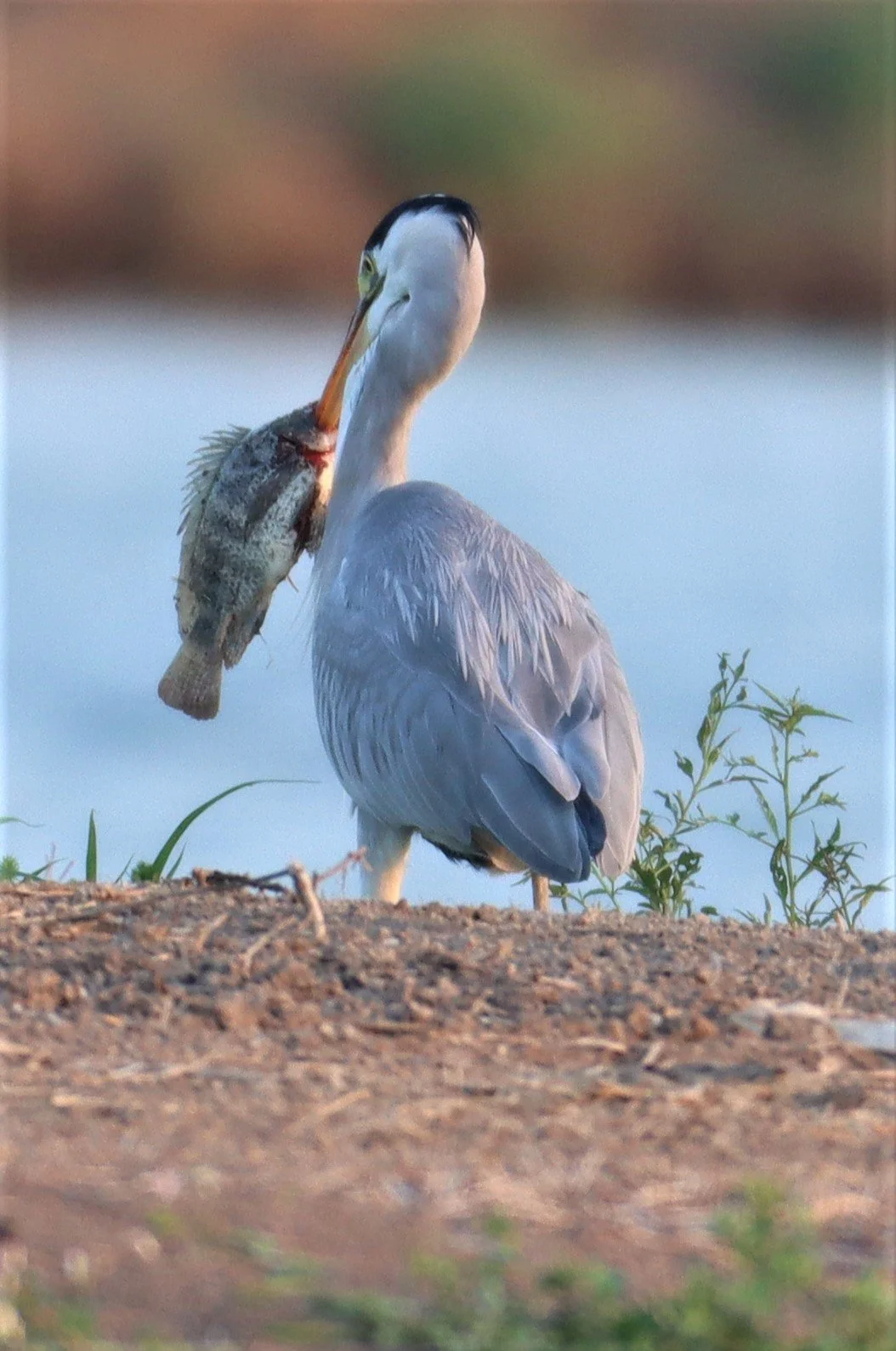 HERON - GREY HERON - Ardea cinerea - LAT KRABANG WETLANDS NEAR BKK (1).jpg
