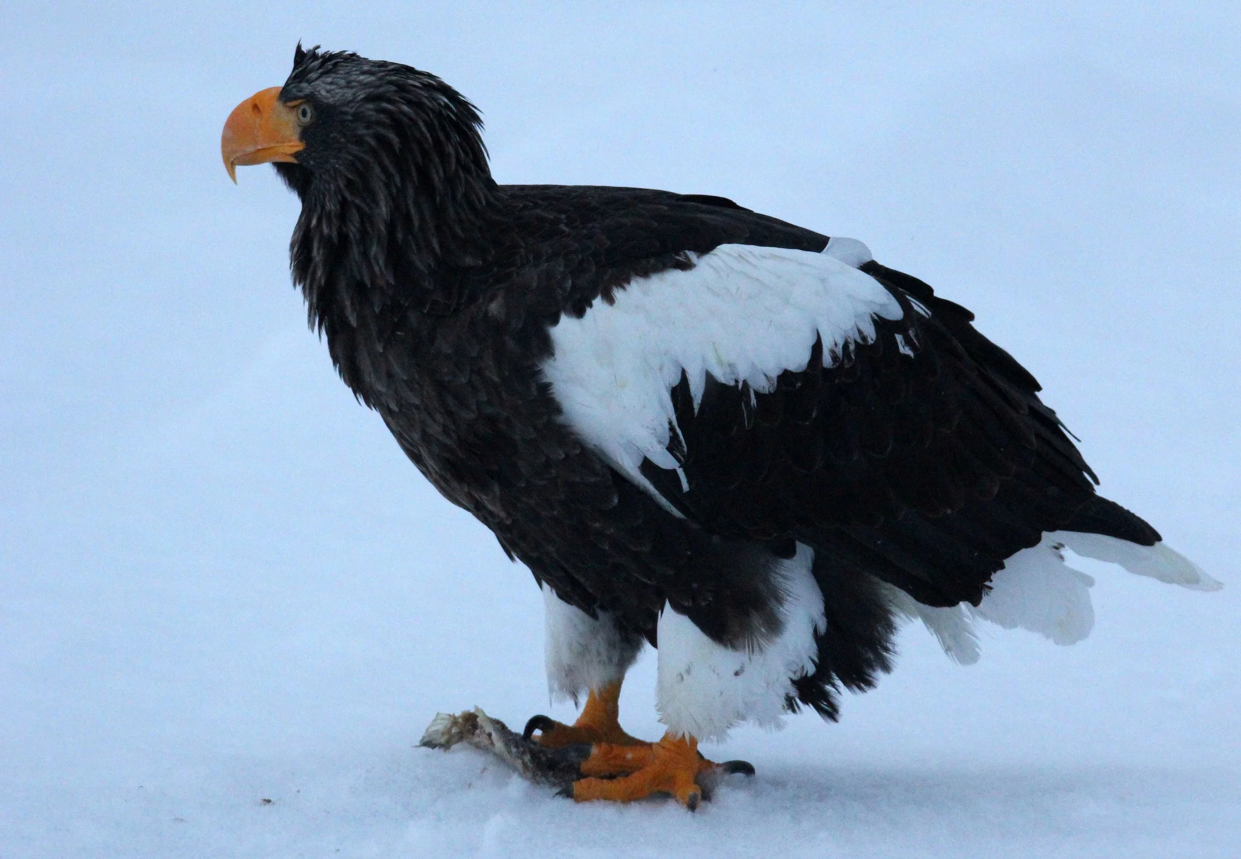 Haliaeetus pelagicus - STELLER'S SEA EAGLE - RAUSU, SHIRETOKO PENINSULA, HOKKAIDO JAPAN (241).JPG