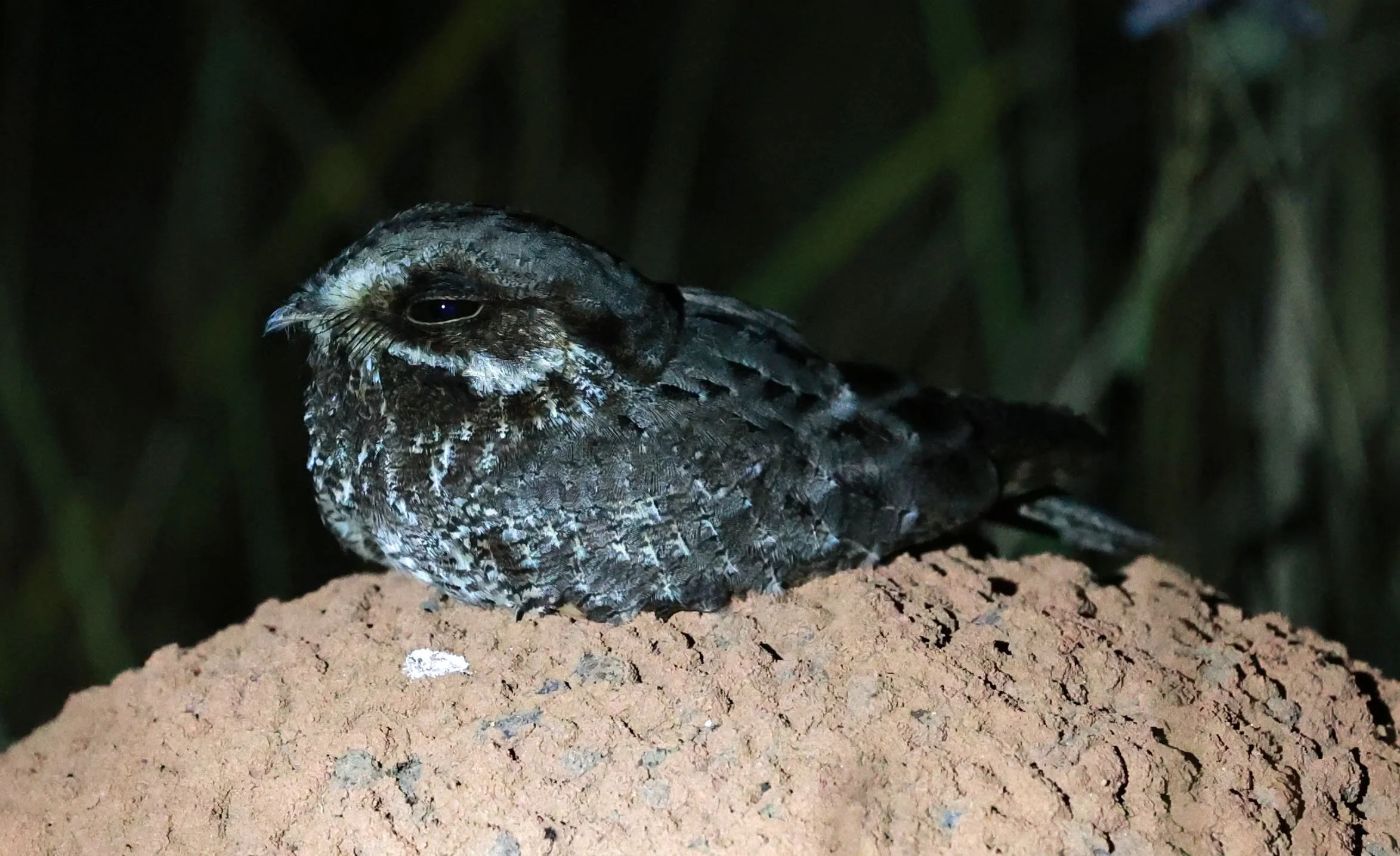 Nightjar - Little Nightjar - Setopagis parvula - Emas National Park, Goias Brazil (10).jpg