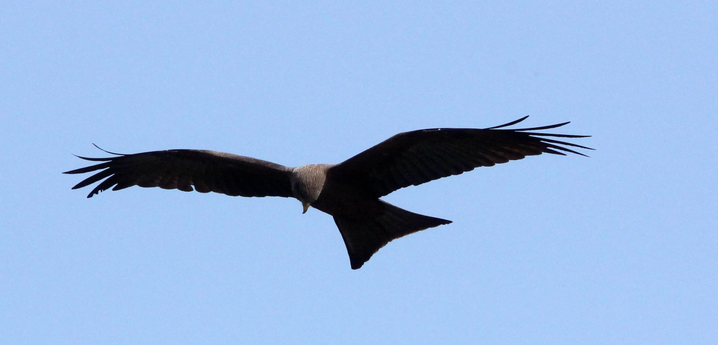 Milvus aegyptius parasitus - YELLOW-BILLED KITE - PARK DU VULCANS RWANDA (113).JPG