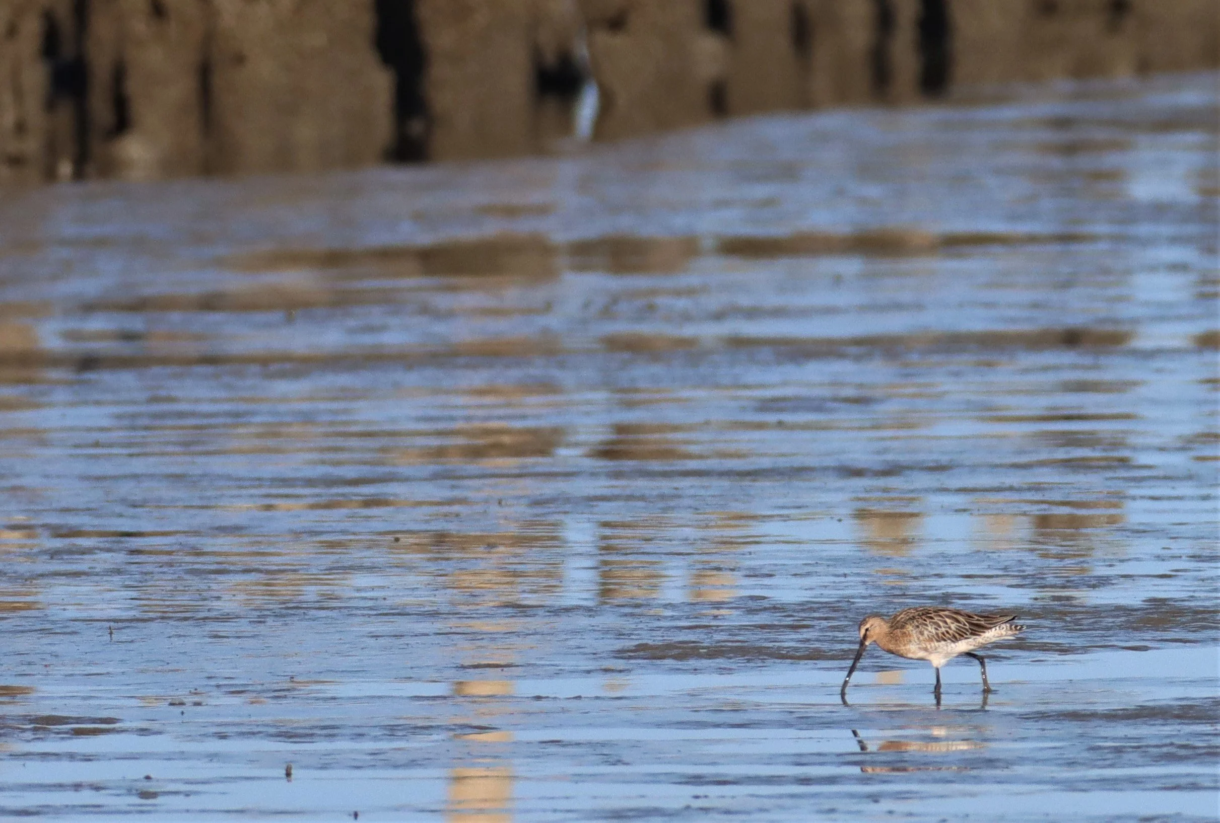 DOWITCHER - ASIAN DOWITCHER - Limnodromus semipalmatus - Mangrove Forest Research Center (25).jpg