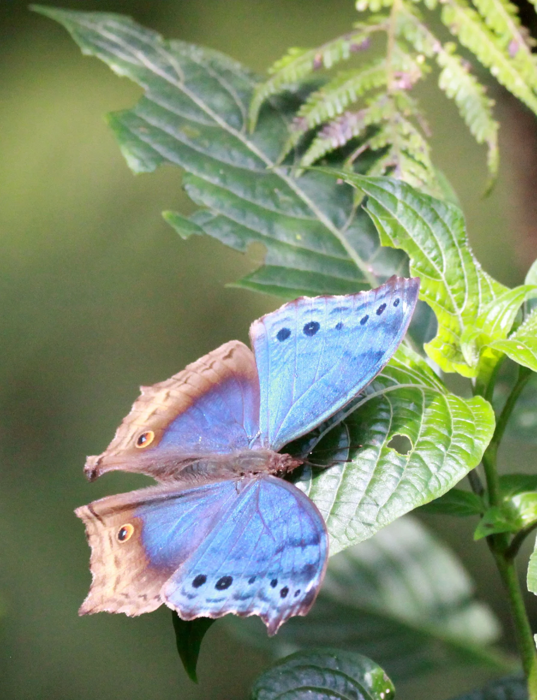 Nymphalidae - Mother of Pearl Buttlerfly Protogoniomorpha temora) Nyungwe, Rwanda