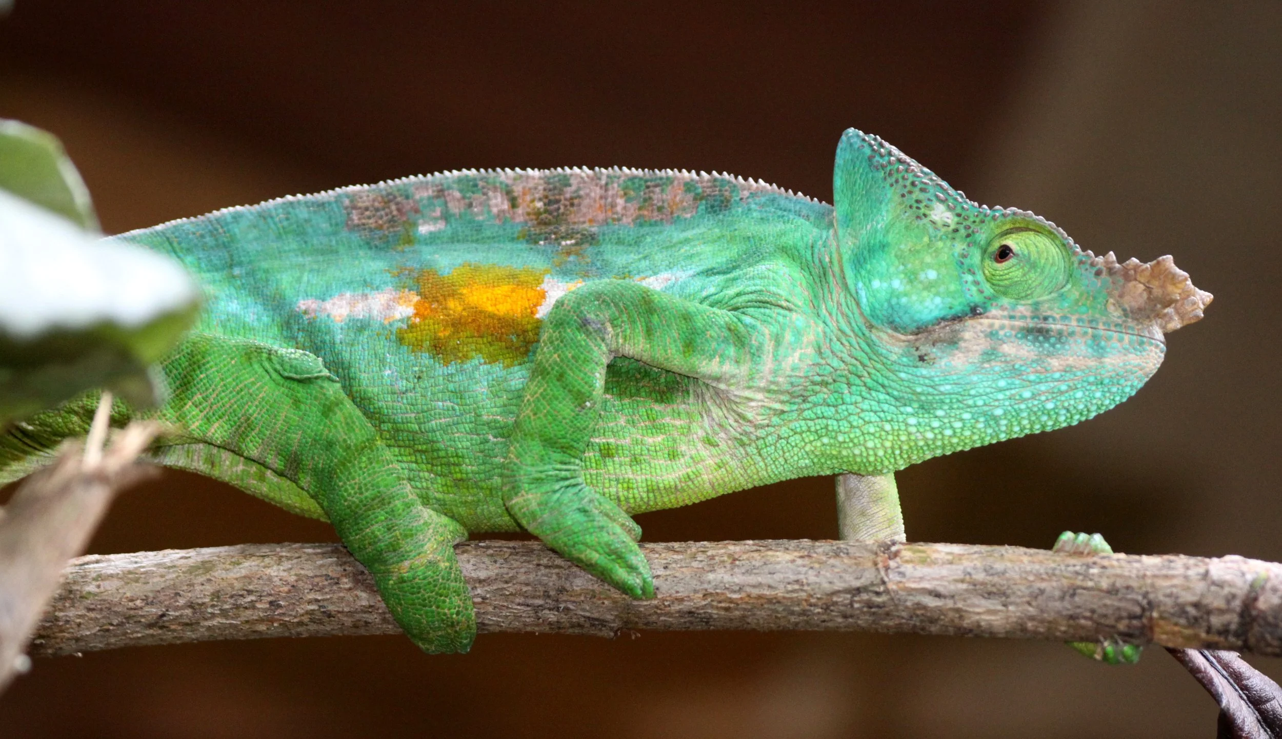 Calumma parsonii - PARSON'S CHAMELEON - MANTADIA NATIONAL PARK MADAGASCAR (18).JPG