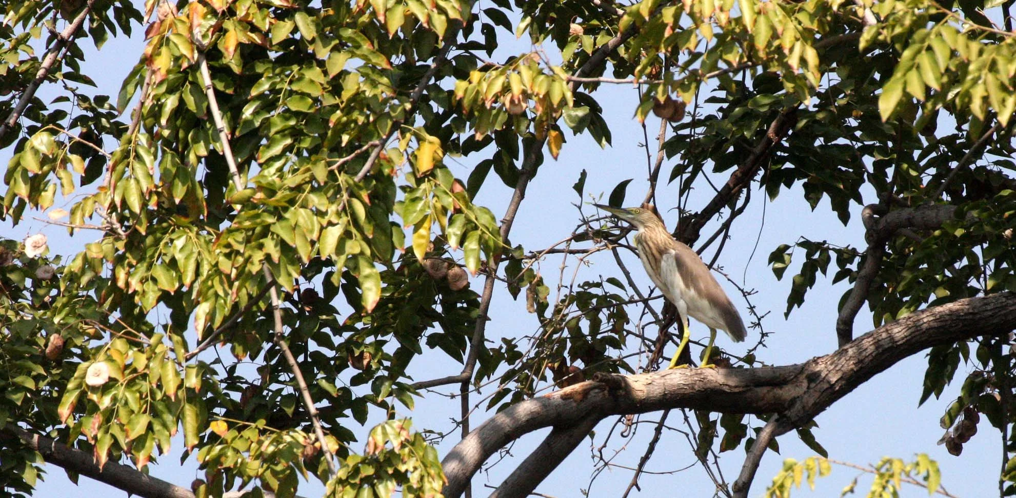 HERON - CHINESE POND HERON - Ardeola bacchus - LUMPINI PARK BANGKOK (1).JPG