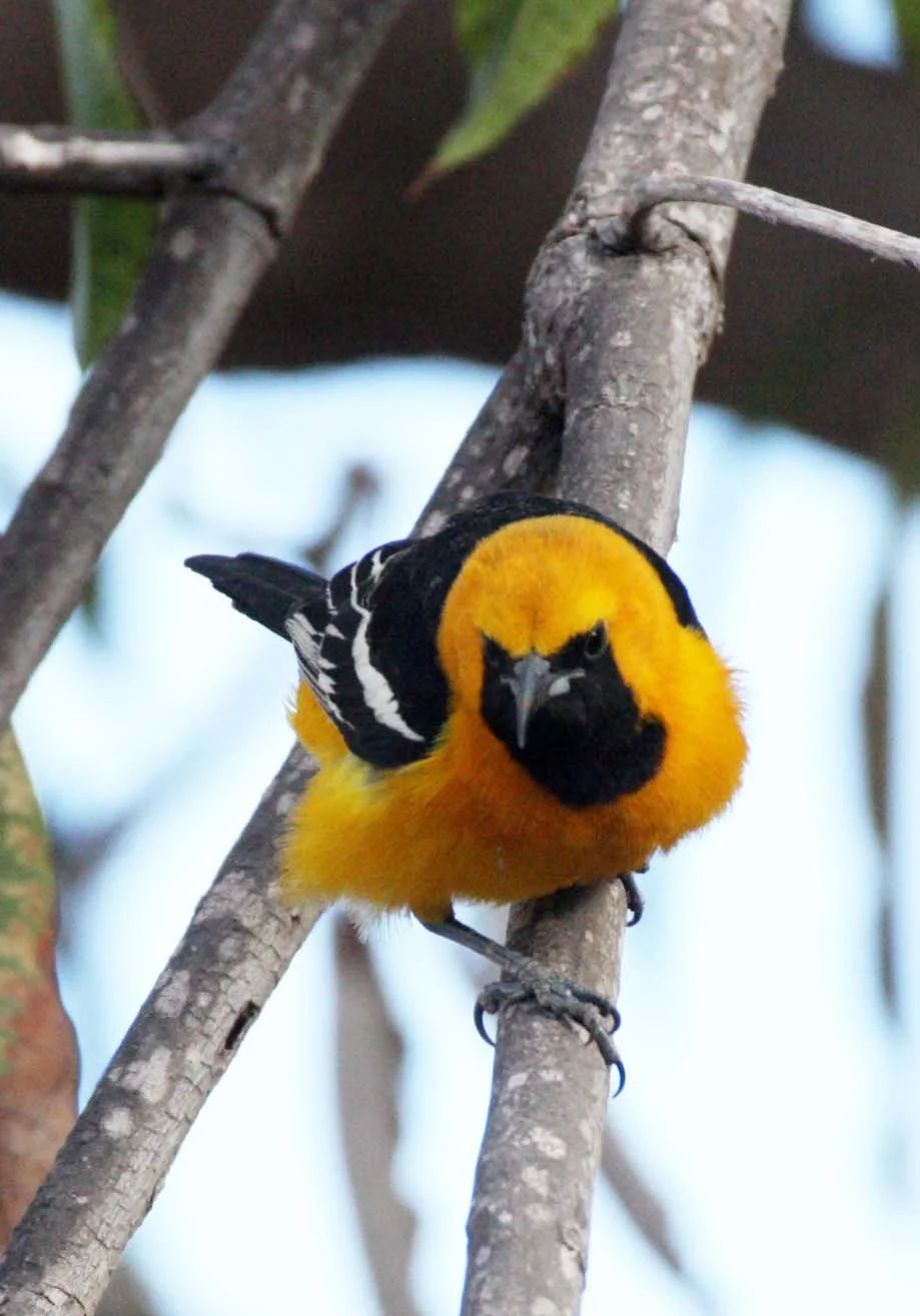 Hooded Oriole (Icterus cucullatus) Loreto Baja Mexico (7).JPG