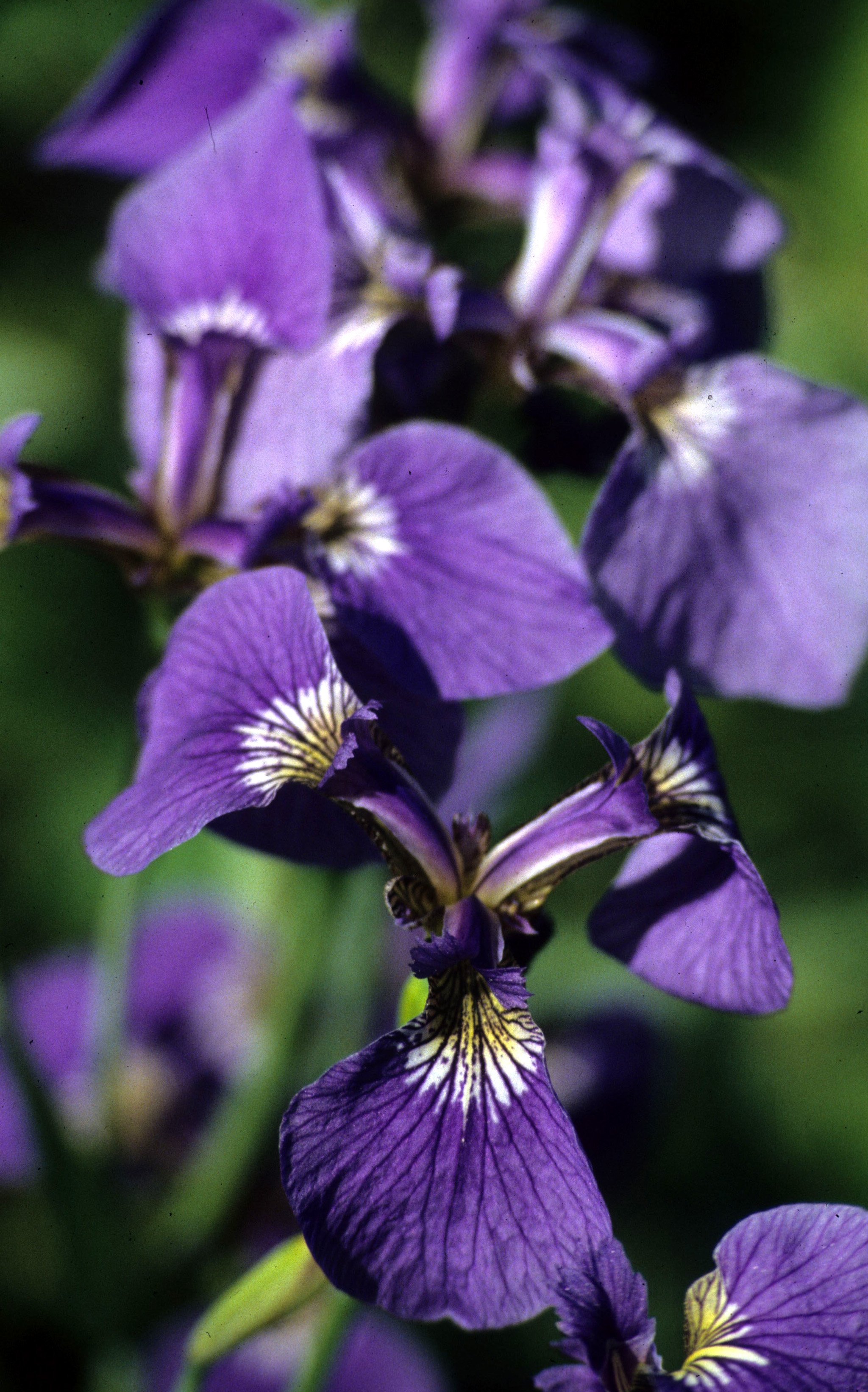 ALASKA - IRIS SETOSA ON ROADSIDE.jpg