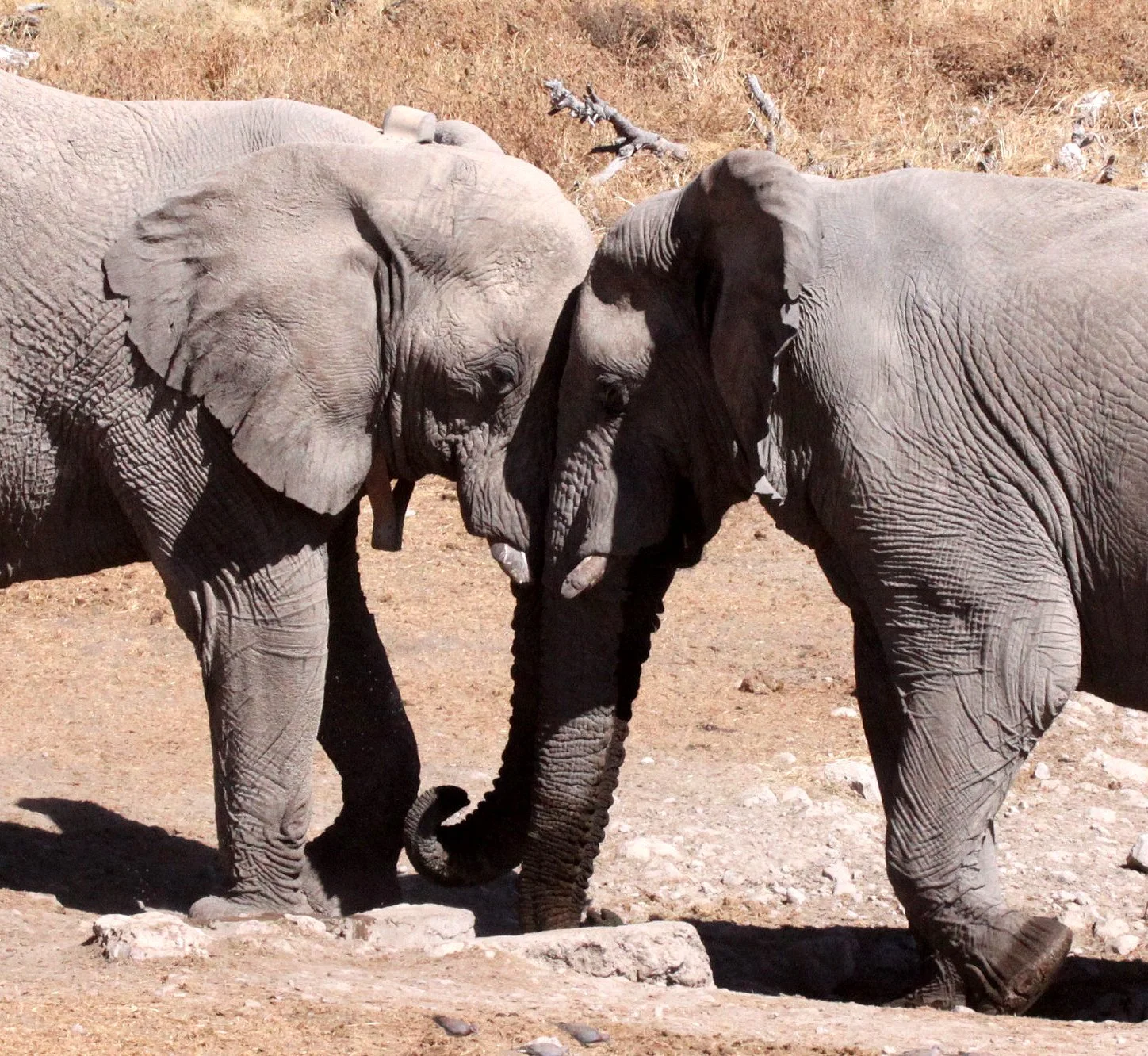 ELEPHANT - AFRICAN ELEPHANT - ETOSHA NATIONAL PARK NAMIBIA (107).JPG