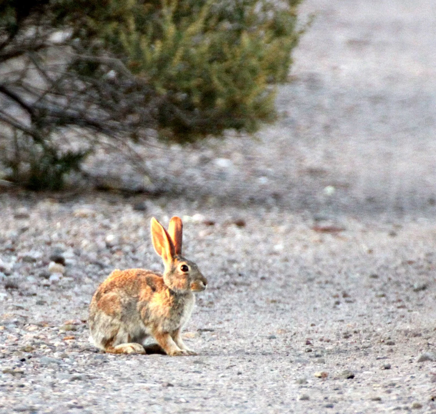 LAGOMORPH - RABBIT - DESERT COTTONTAIL RABBIT - TRUTH OR CONSEQUENCES NEW MEXICO (2).JPG