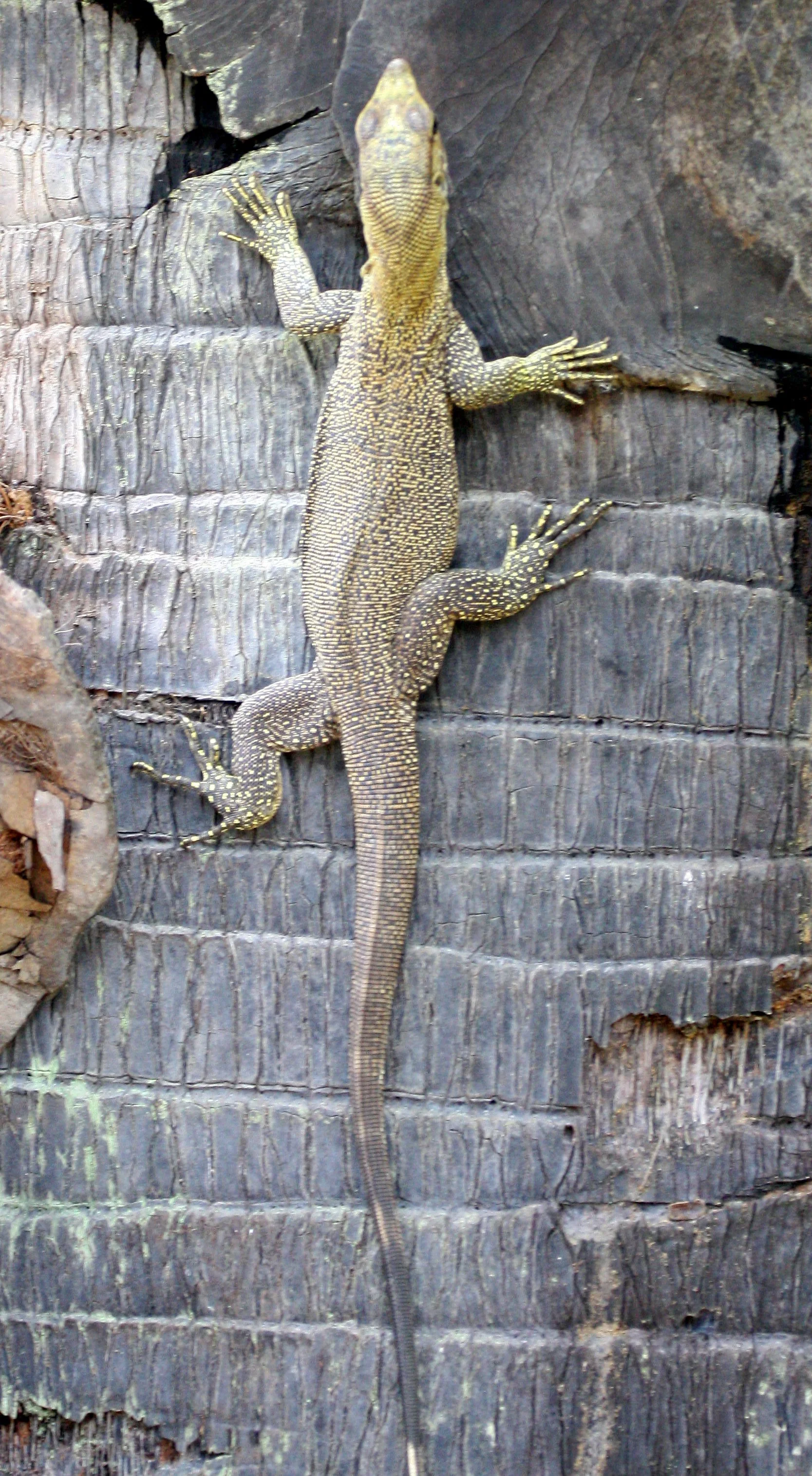 Varanus nebulosus - CLOUDED MONITOR LIZARD - KOH LANTA THAILAND (10).JPG