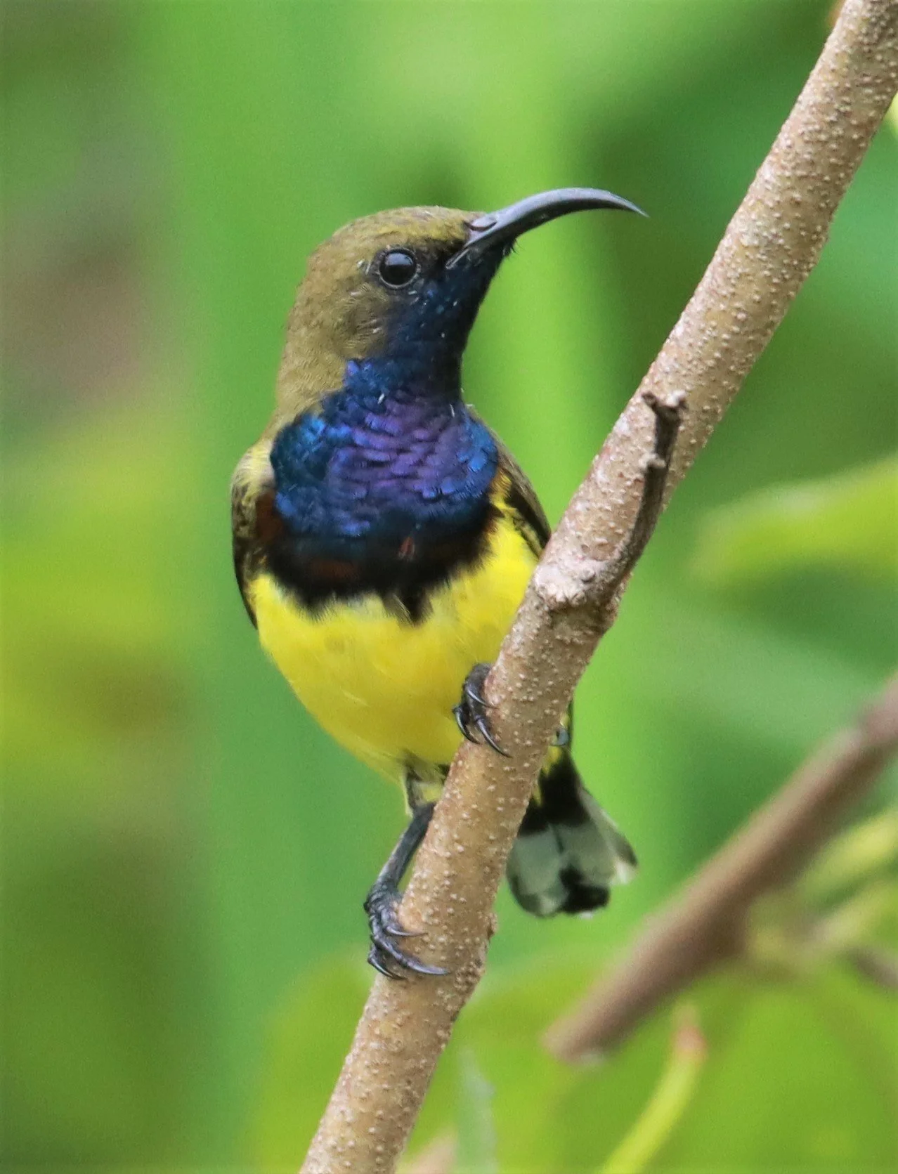 SUNBIRD - OLIVE-BACKED SUNBIRD - Nectarinia jugularis - NONG YA PLONG PETCHABURI (49).jpg