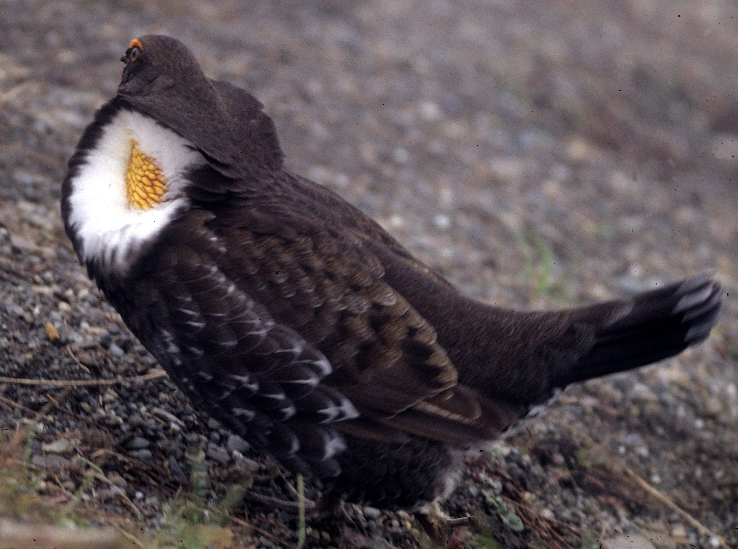 BIRD - GROUSE - BLUE - RIDGE ROAD F.jpg