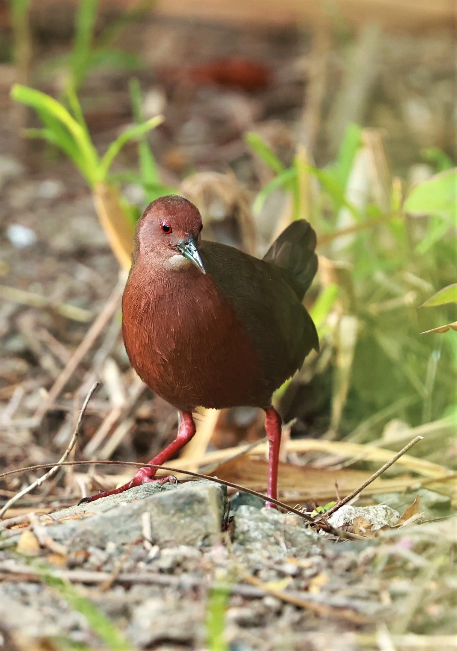 Ruddy-breasted Crake (Porzana fusca) Kaeng Krachan NP Vicinity (5).jpg