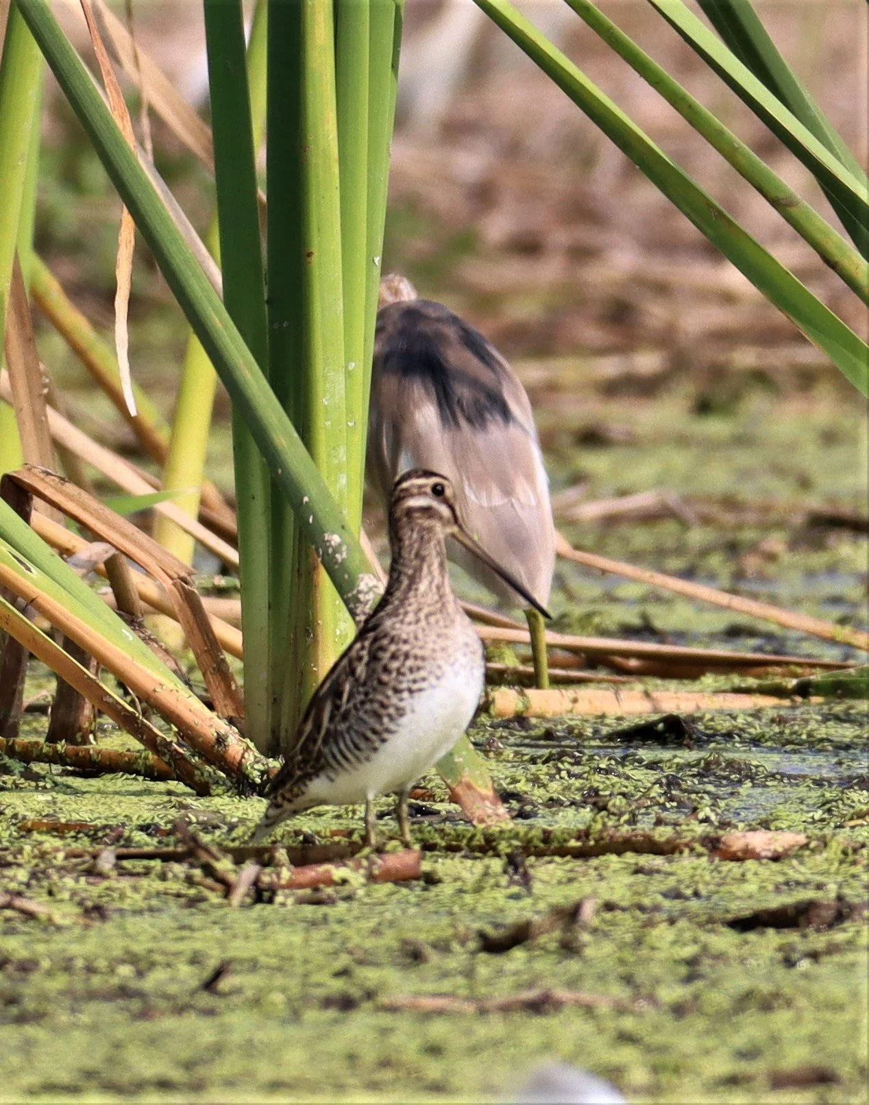 SNIPE - COMMON SNIPE - Gallinago gallinago - LAT KRABANG WETLANDS NEAR BKK (131).jpg