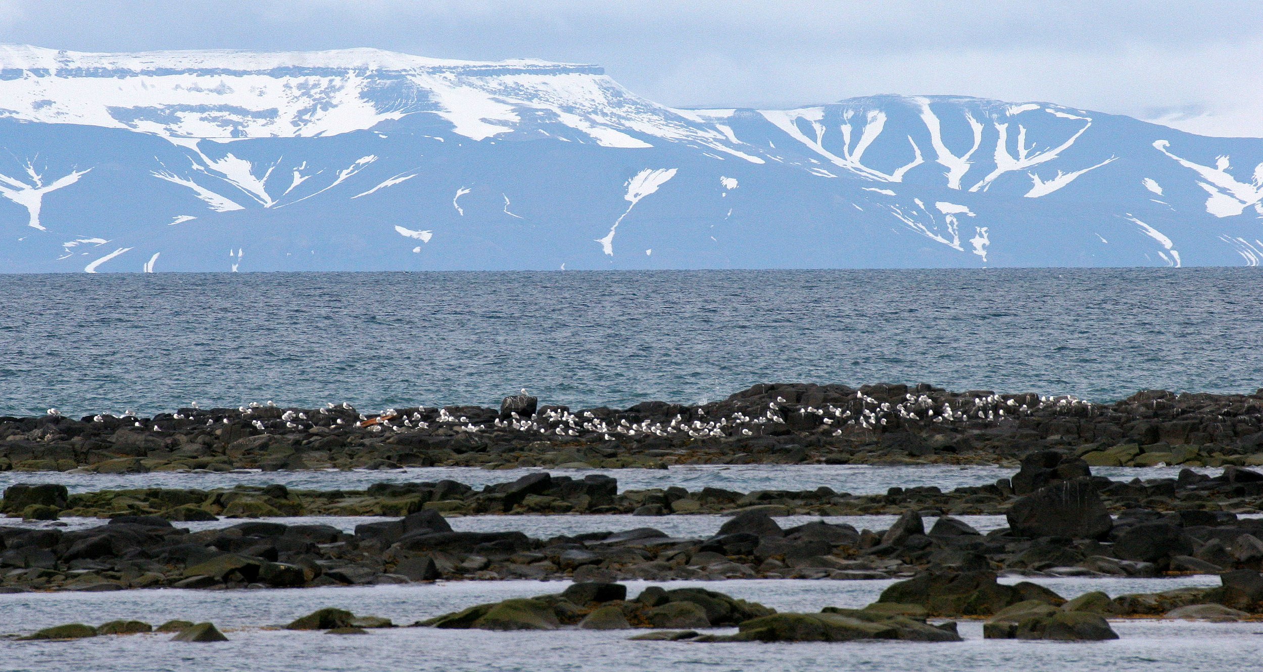BIRD - KITTIWAKE - BLACK-LEGGED - SVALBARD (5).jpg