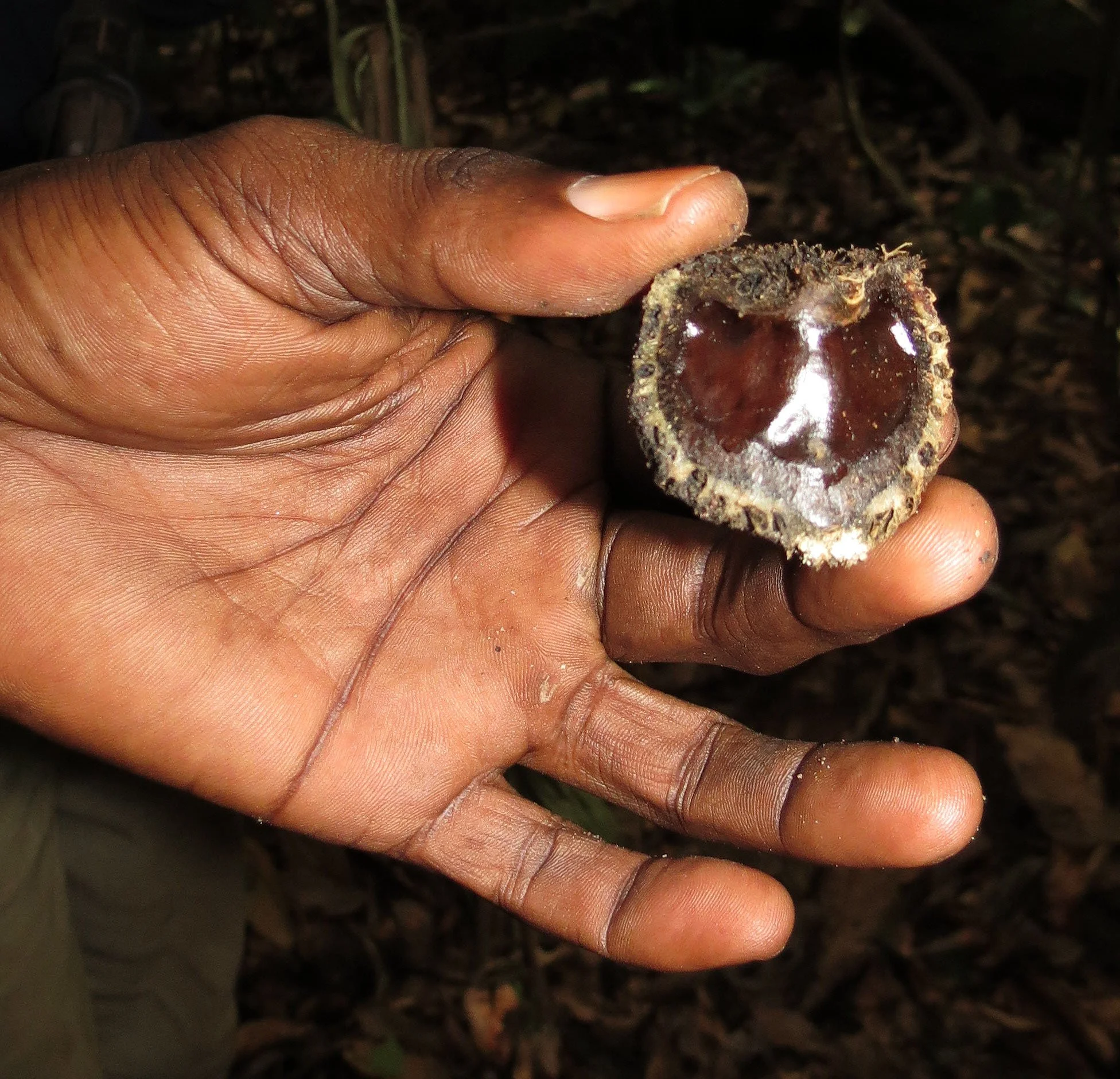 SANGHA RESERVE - BA'AKA HUNT - CENTRAL AFRICAN REPUBLIC (16).JPG