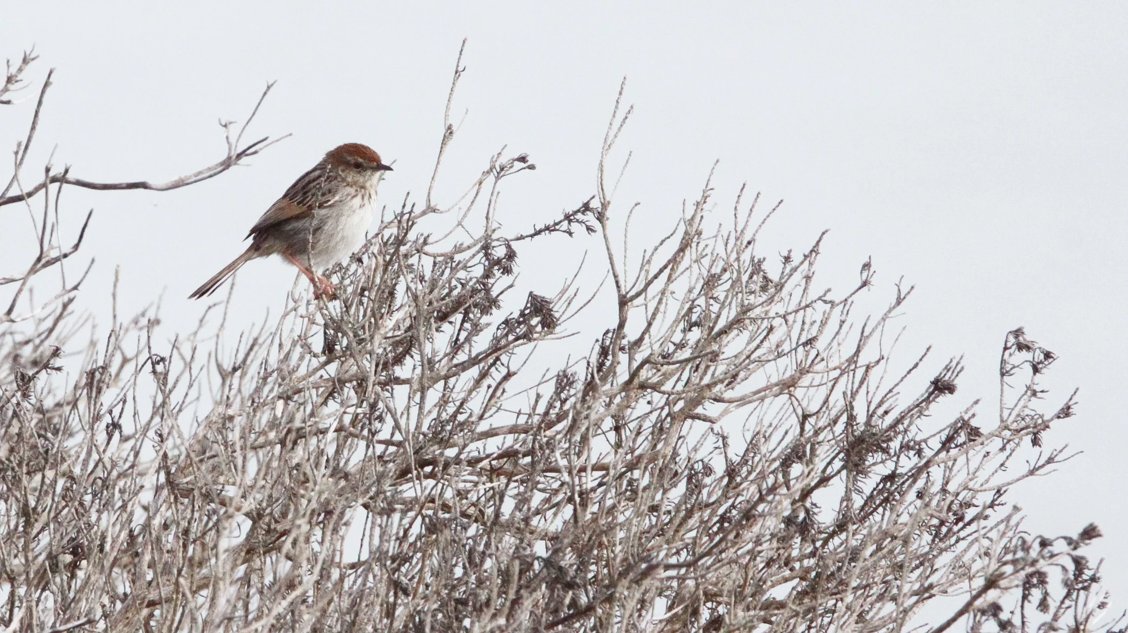 BIRD - CISTICOLA - GREY-BACKED CISTICOLA - CISTICOLA SUBRUFICAPILLA -  DE HOOP RESERVE SOUTH AFRICA.JPG