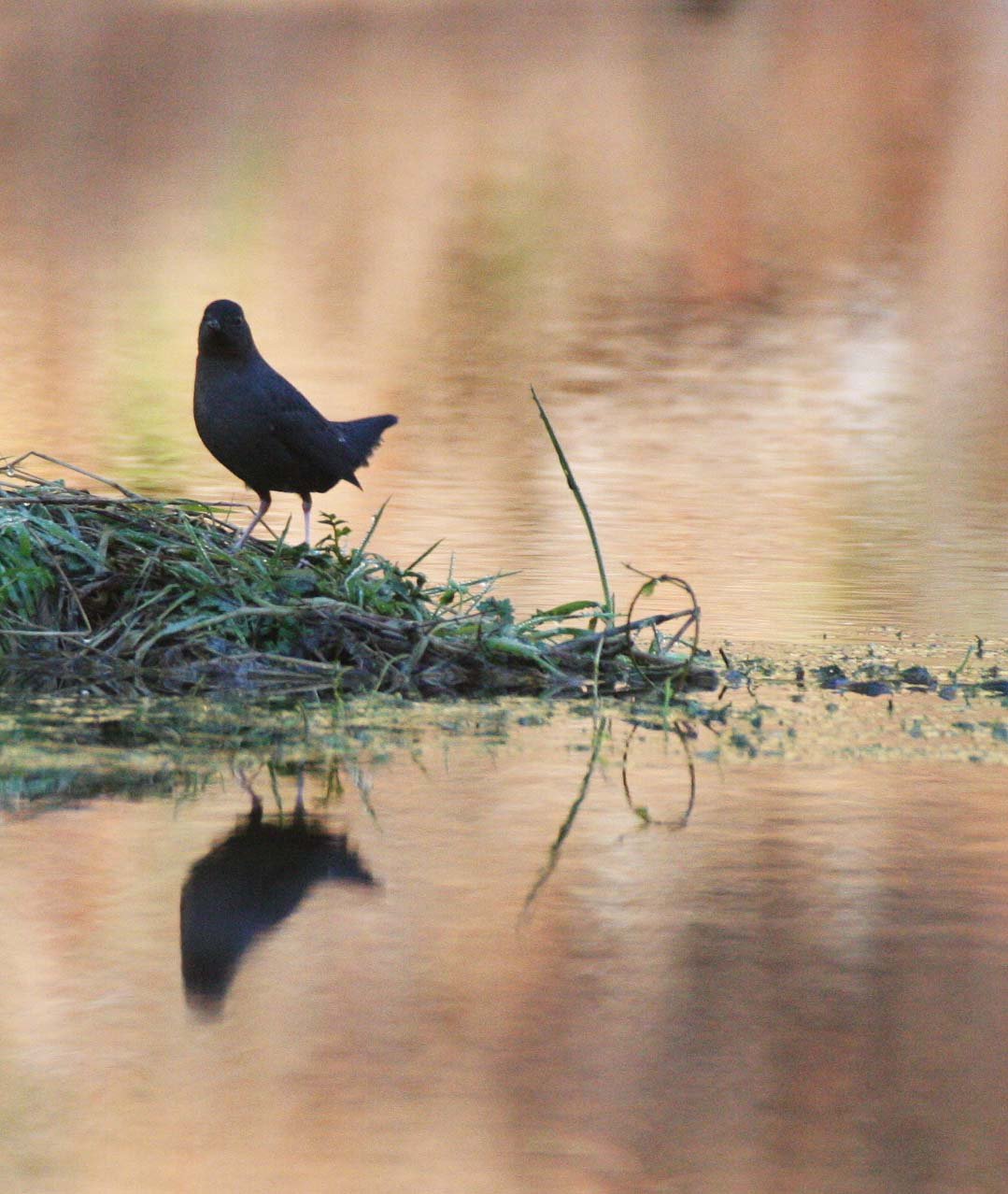 American dipper (Cinclus mexicanus) Hoh Rainforest Washington State (32).JPG