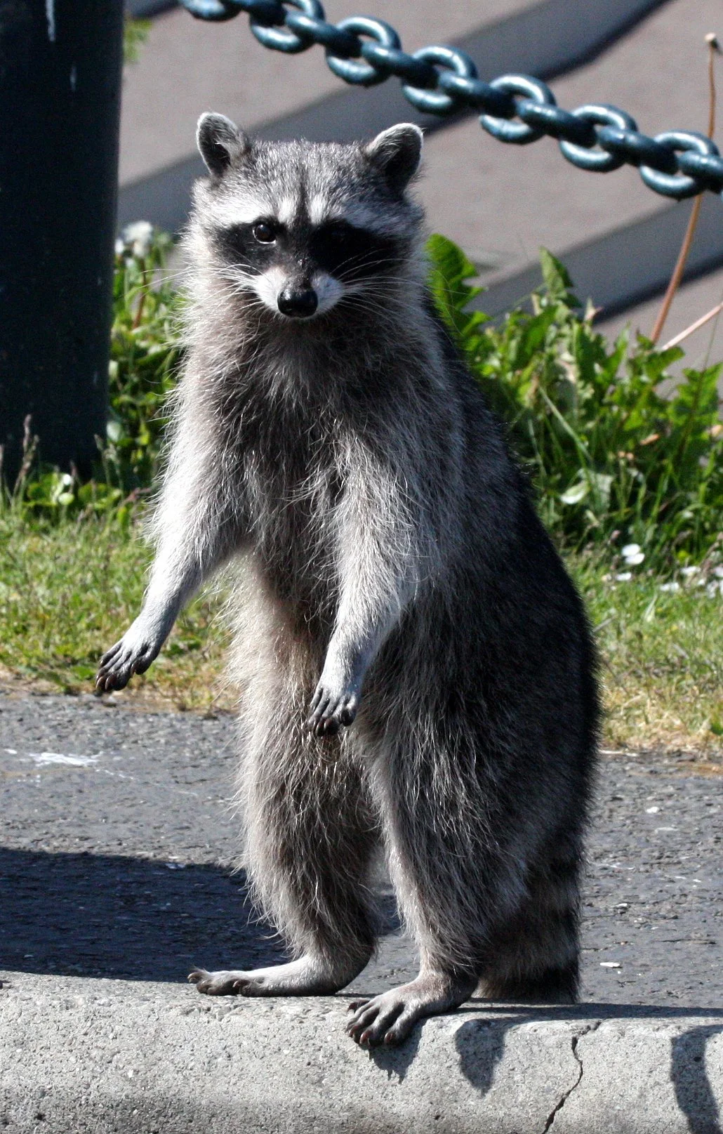 Procyon lotor pacificus - PACIFIC NORTHWEST RACCOON - PORT ANGELES WA, LAKE FARM HOUSE  (37).JPG