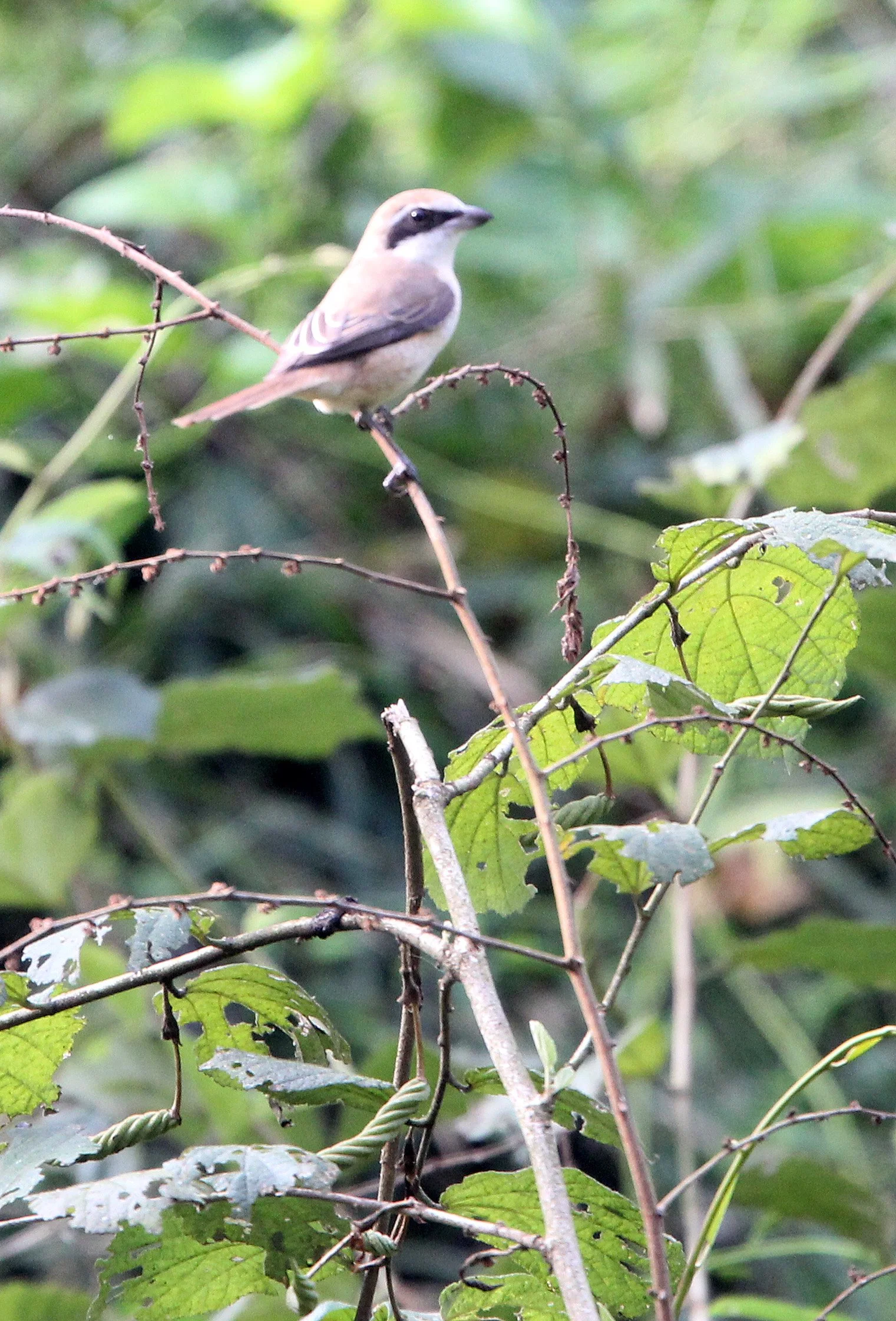 Brown Shrike (Lanius cristatus) Topslip NP Tamil Nadu.JPG