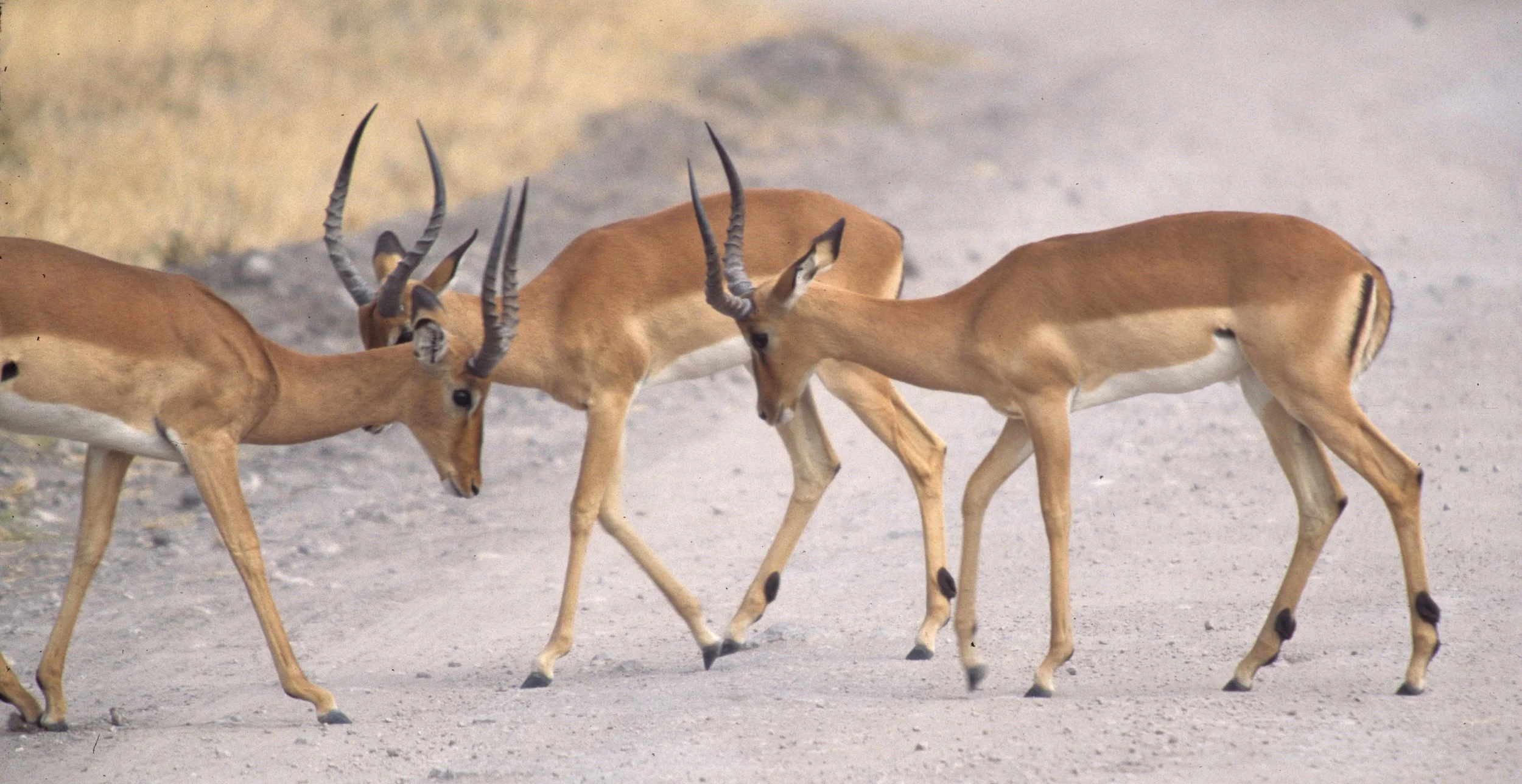 BOVID - IMPALLA-SERENGETI 1 (7).jpg