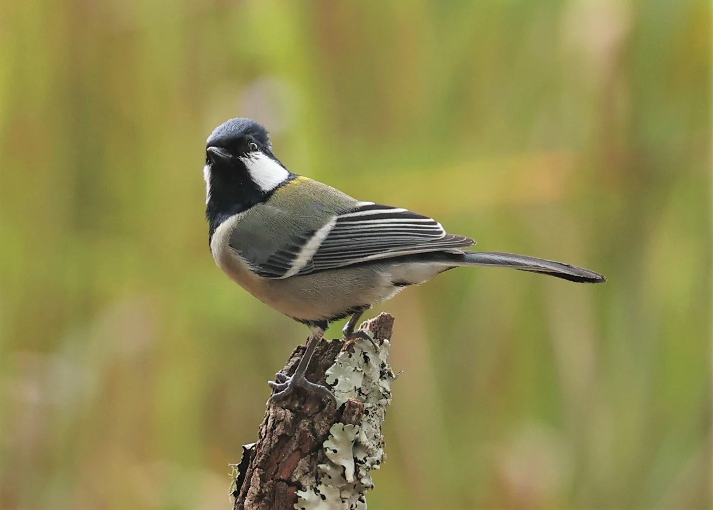 Parus Funereus Genus Parus Tits — Coke Smith Wildlife