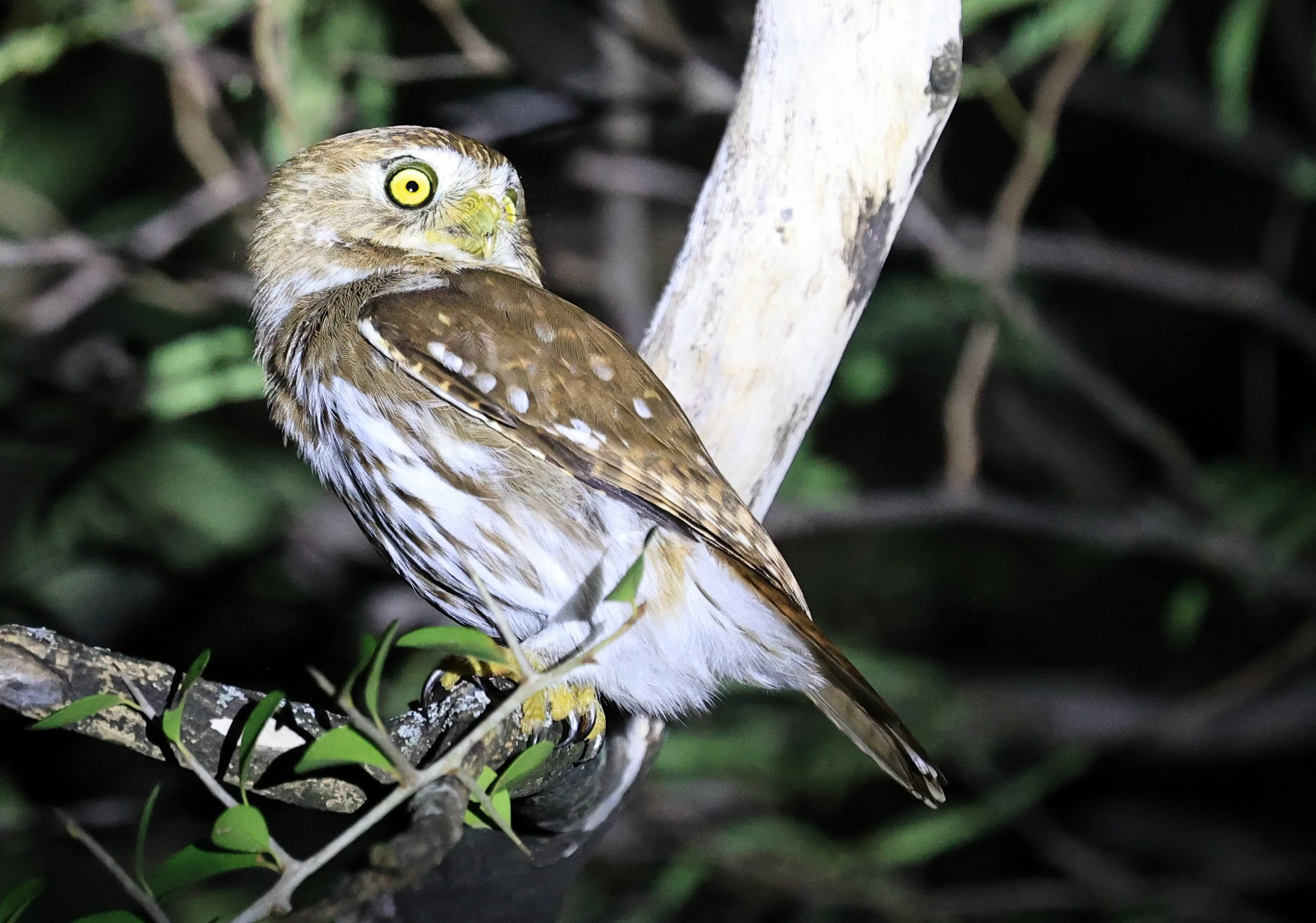 Ferruginous Pygmy-Owl (Glaucidium brasilianum) Reserva Nueland  Selva Serena (48).jpg